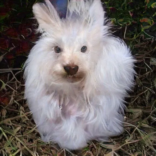 early GAN is a 2019-2020 collection of images I created using ArtBreeder which utilized an early version of generative adversarial networks to create artworks using this "new" aesthetic that has been colloquially names "GAN art".