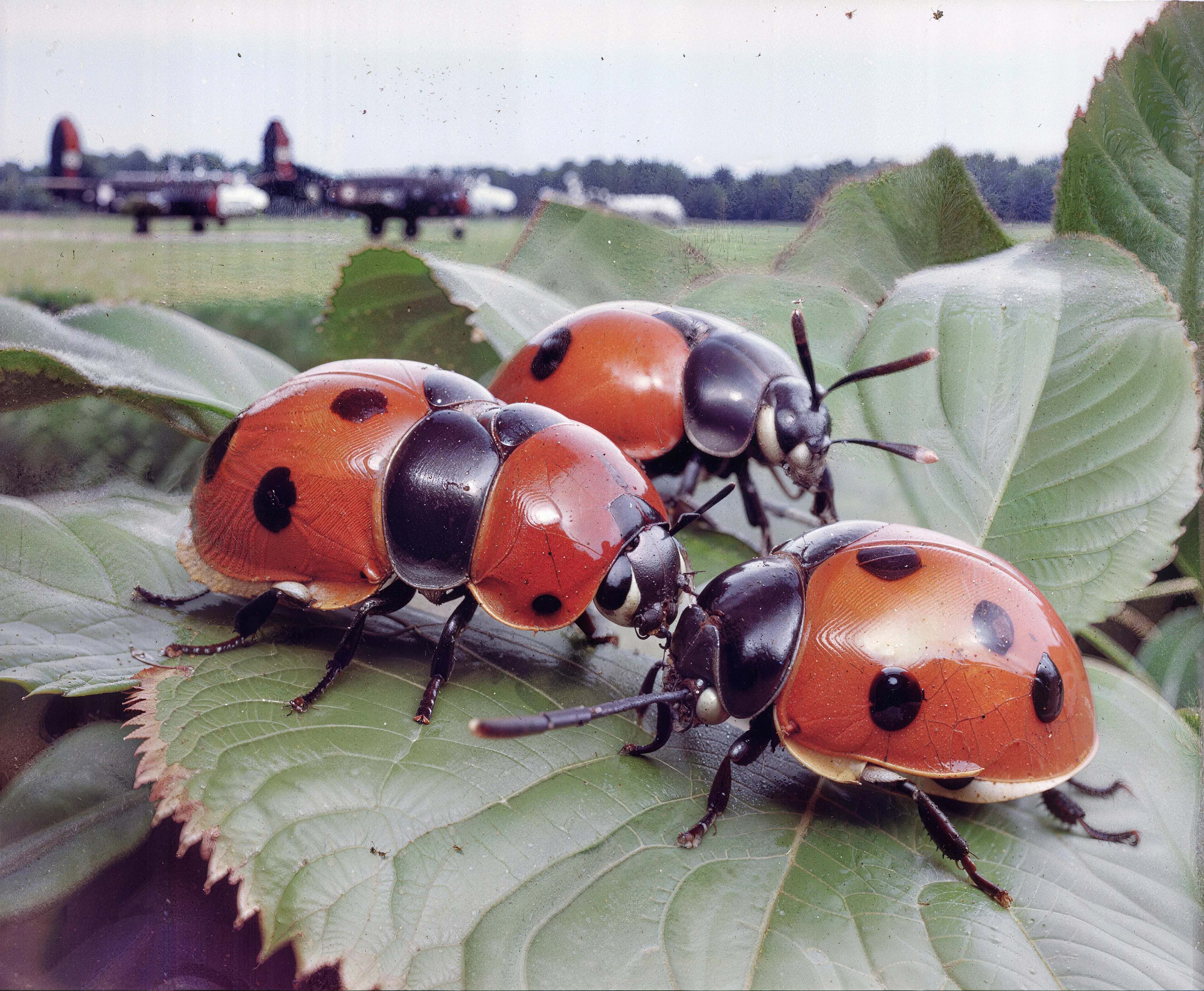 35mm #1: England, 1970s - Avro Shackleton on a runway
35mm #2: England, Devon, 1970s - Close-up of a ladybird