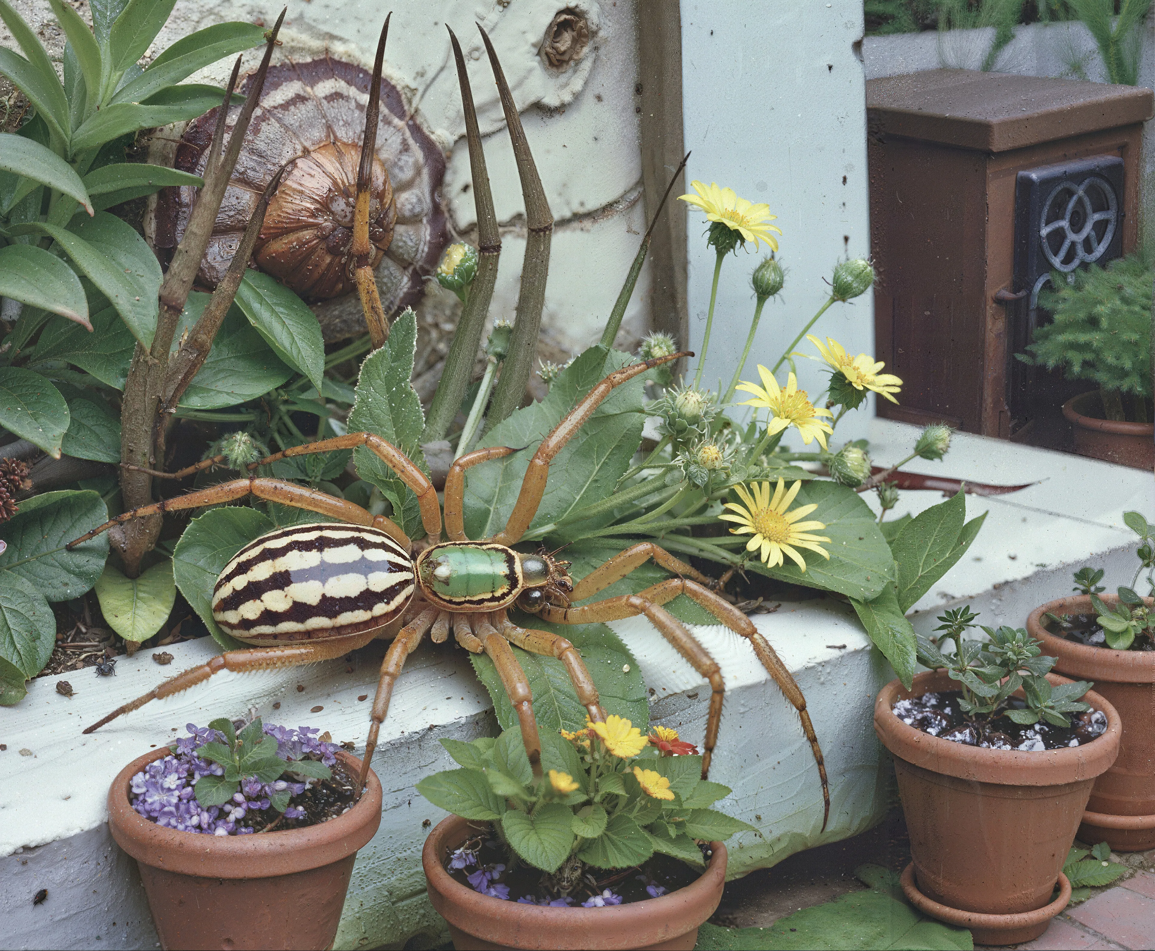 35mm #1: England, 1970s - Garden flower pots
35mm #2: England, Devon, 1970s - Close-up of Leucauge argyra spider