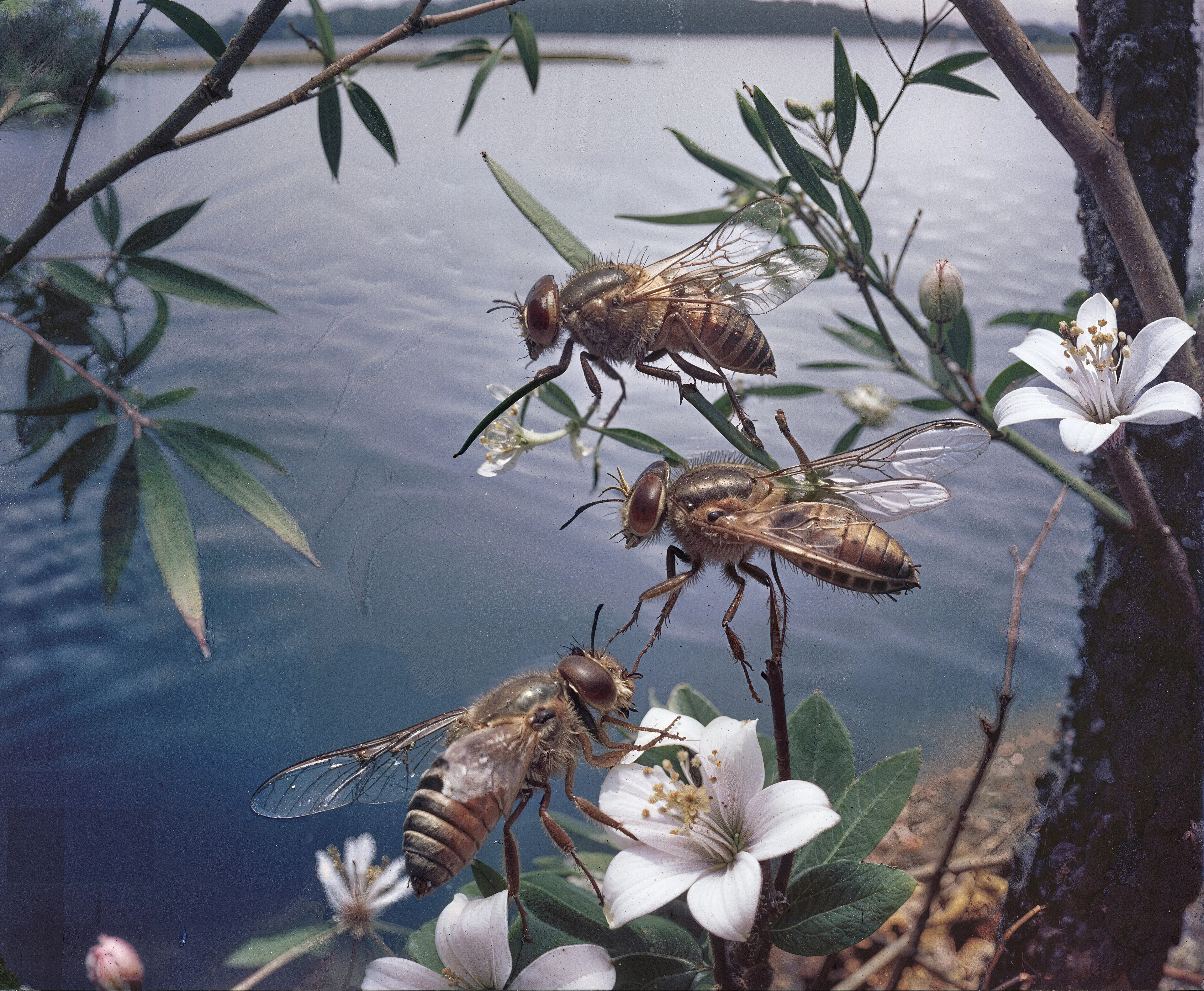 35mm #1: England, 1970s - Trees obscuring a view of the sea
35mm #2: England, Devon, 1970s - Close-up of a yellow dung fly