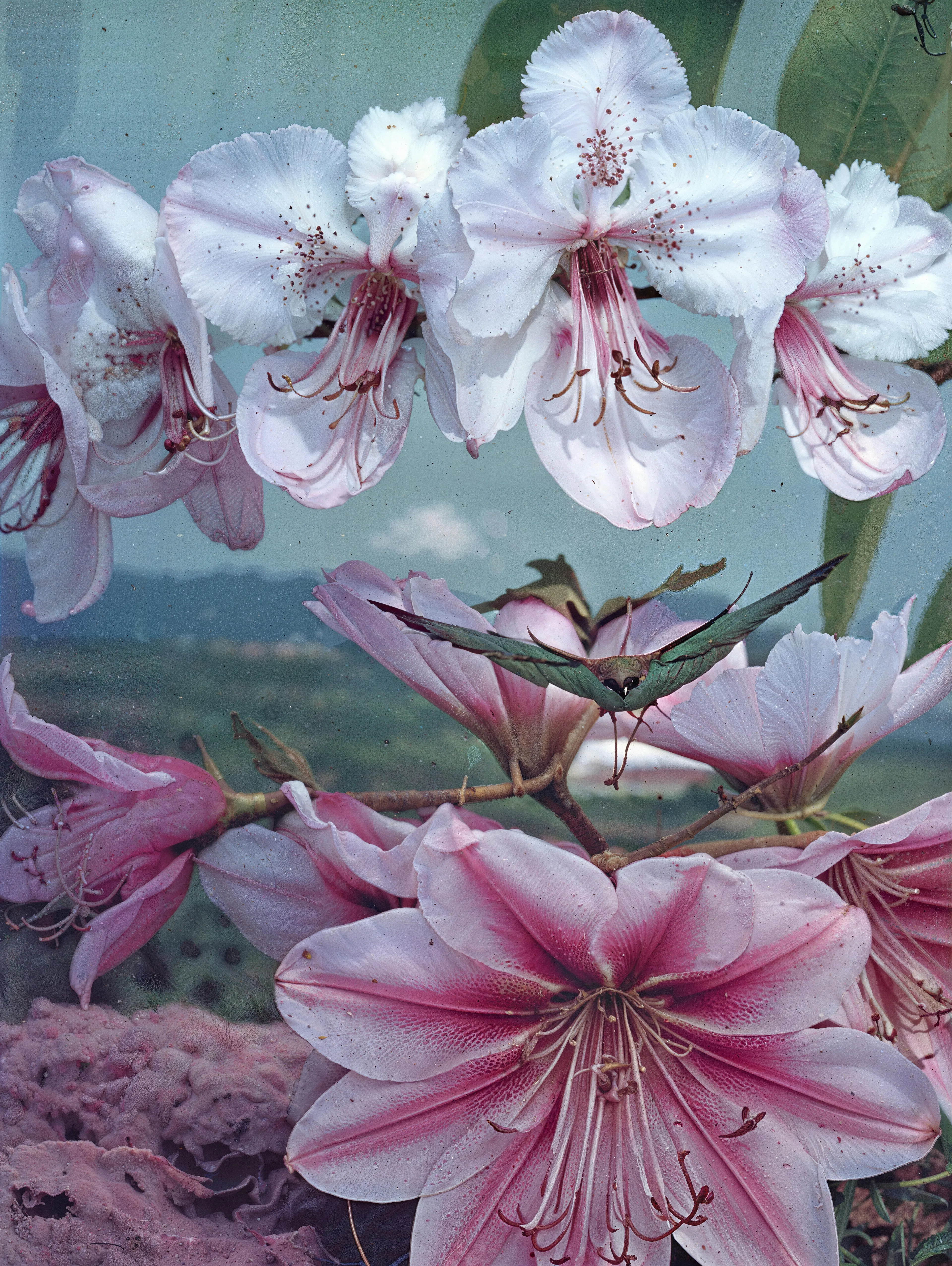 35mm #1: England, Plymouth, 1970s - City view from a field
35mm #2: England, Devon, 1970s - Close-up of a pink rhododendron flower