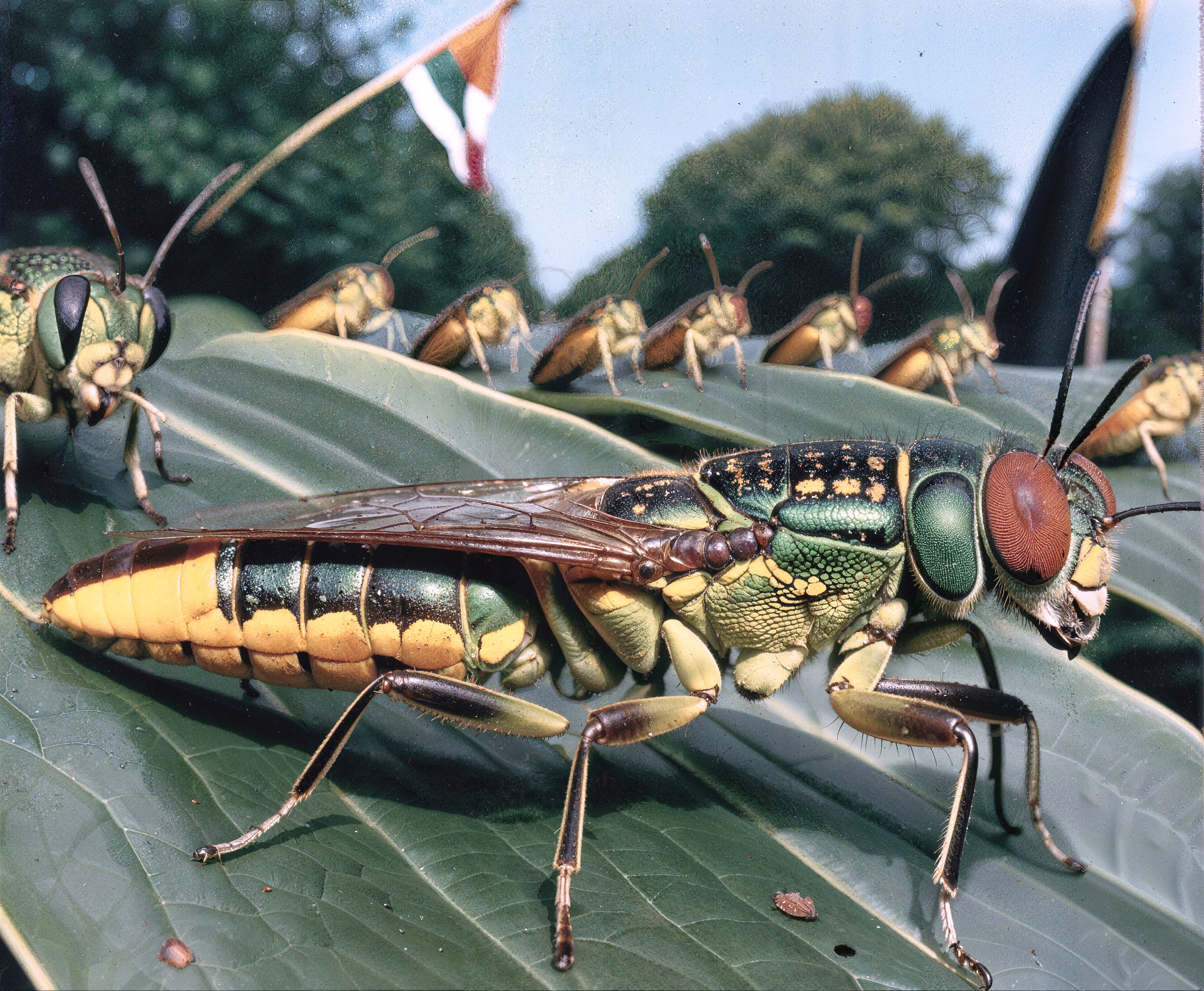 35mm #1: England, London, 1960s - The Queen's Guard marching down The Mall
35mm #2: England, Devon, 1970s - Close-up of jewel beetles