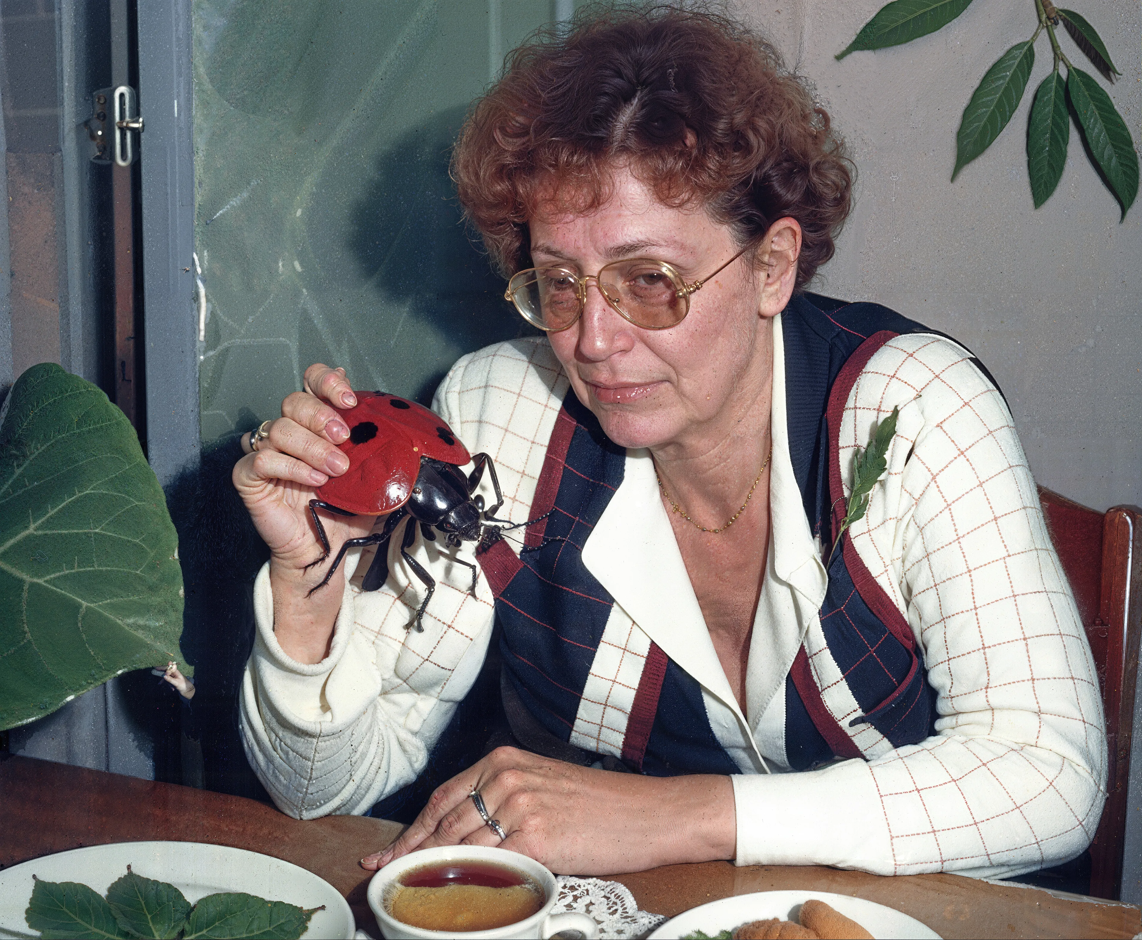 35mm #1: England, 1970s - Curly-haired lady sipping wine at the dinner table
35mm #2: England, Devon, 1970s - Close-up of a ladybird