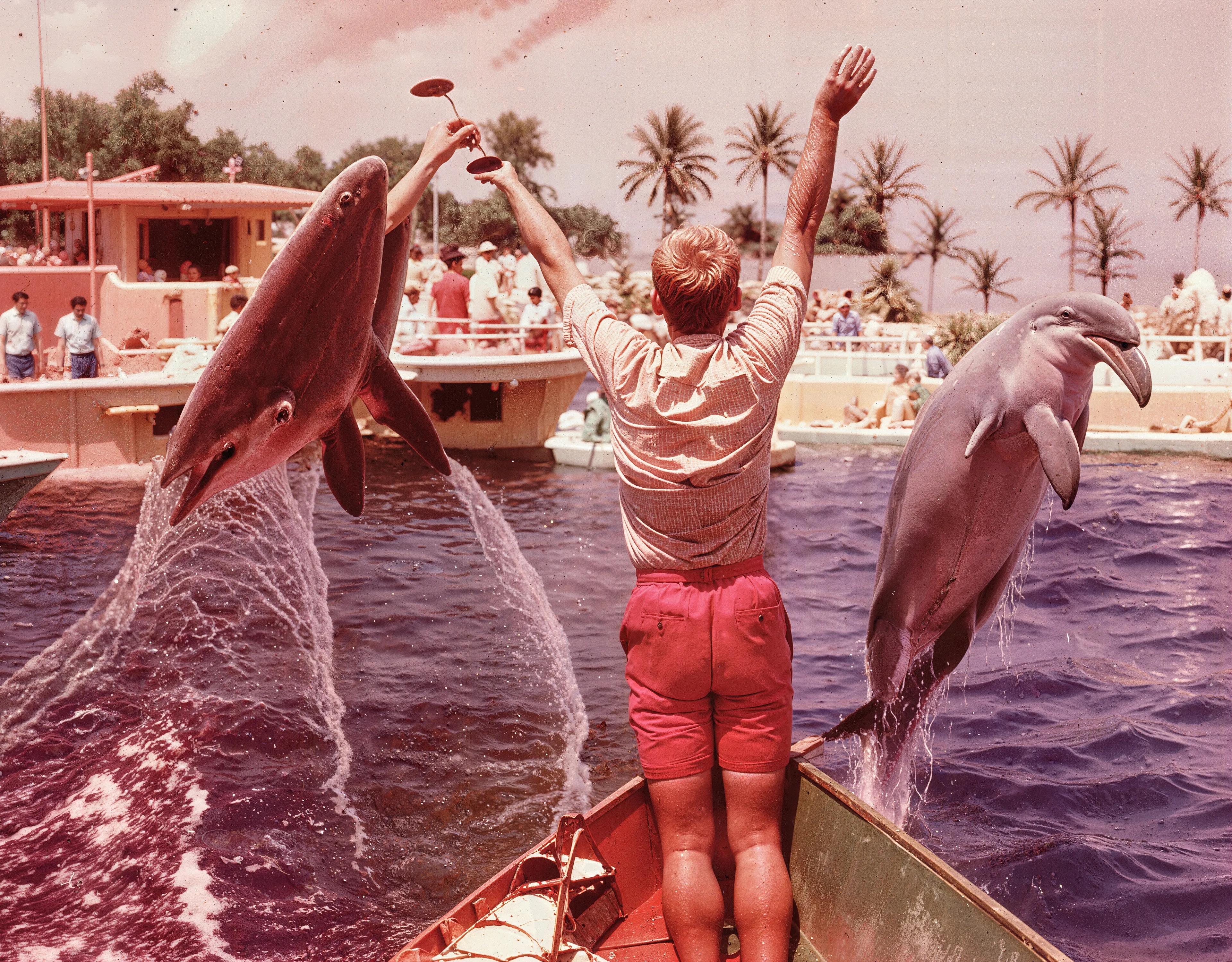 35mm #1: USA, Miami, 1950s - Dolphin leaping high above the water at Miami Seaquarium
35mm #2: USA, Miami, 1950s - Feeding two dolphins mid-jump at Miami Seaquarium
