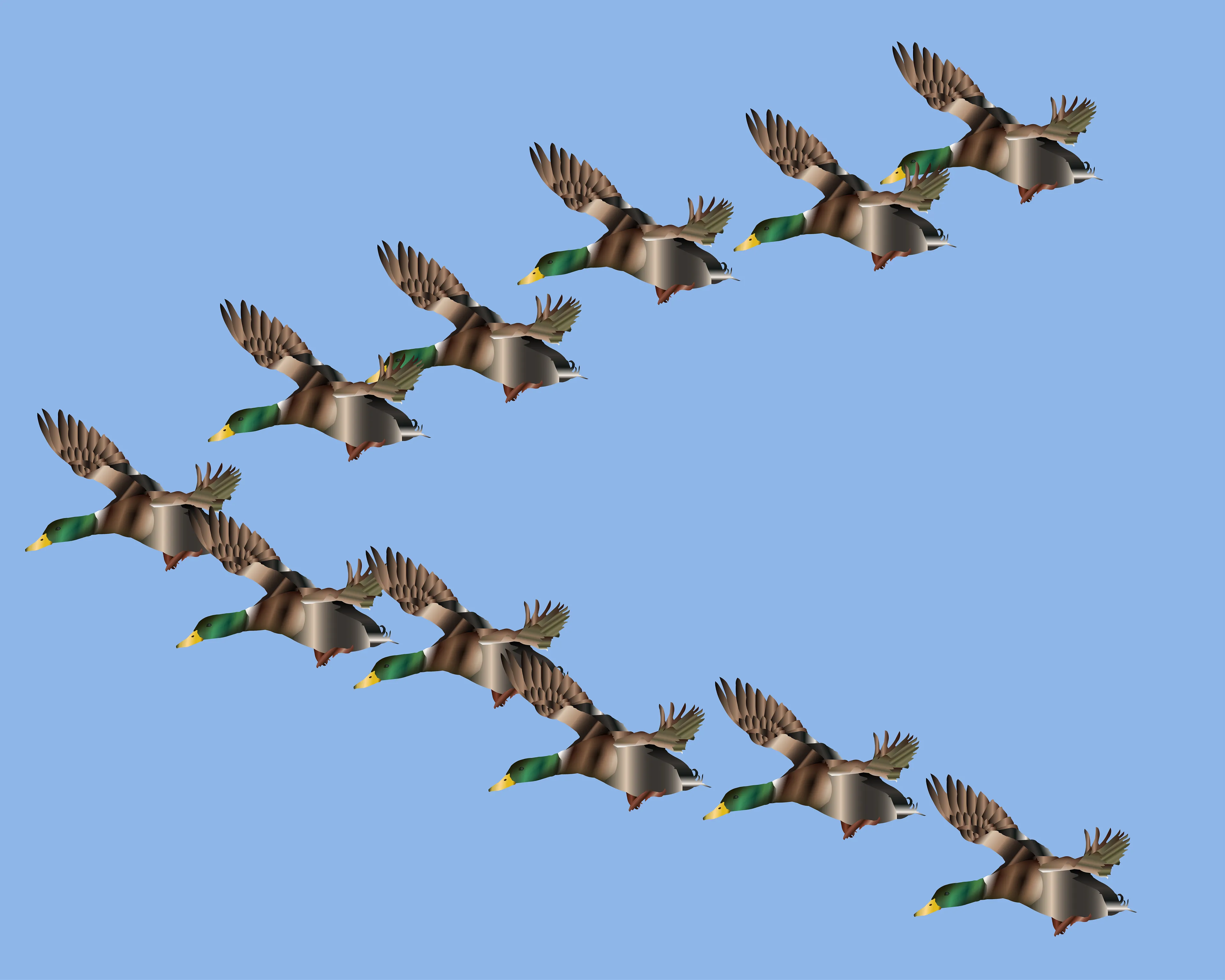 The first duck launches and paves the way for the second, which indicates the path to the third; the thrust of the third makes the fourth take off and drags the fifth; the momentum of the fifth causes the flight of the sixth which encourages the seventh...and so on. 
All in turn will take the lead and tail of the group.