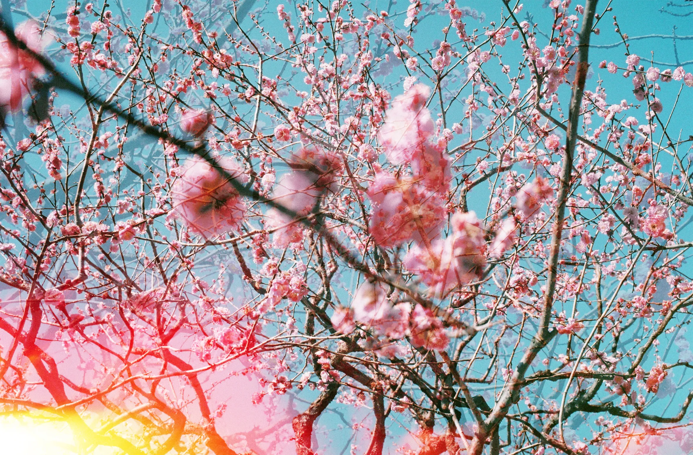 Cherry blossoms in the air,  
A gentle touch of spring we share,  
Japan's beauty, vibrant and fair.

Grateful hearts, filled with delight,  
In art's embrace, our souls take flight,  
Amidst Sakura's bloom, a wondrous sight.

In this season of renewal and grace,  
Nature's masterpiece we embrace,  
Spring adorned with cherry's embrace.

-

By: Ilan Derech  
Location: Kyoto, Japan  
Shot on: Leica M7 & ZEISS Planar 2/50  
Film: KODAK Portra 400  
Year: 2023