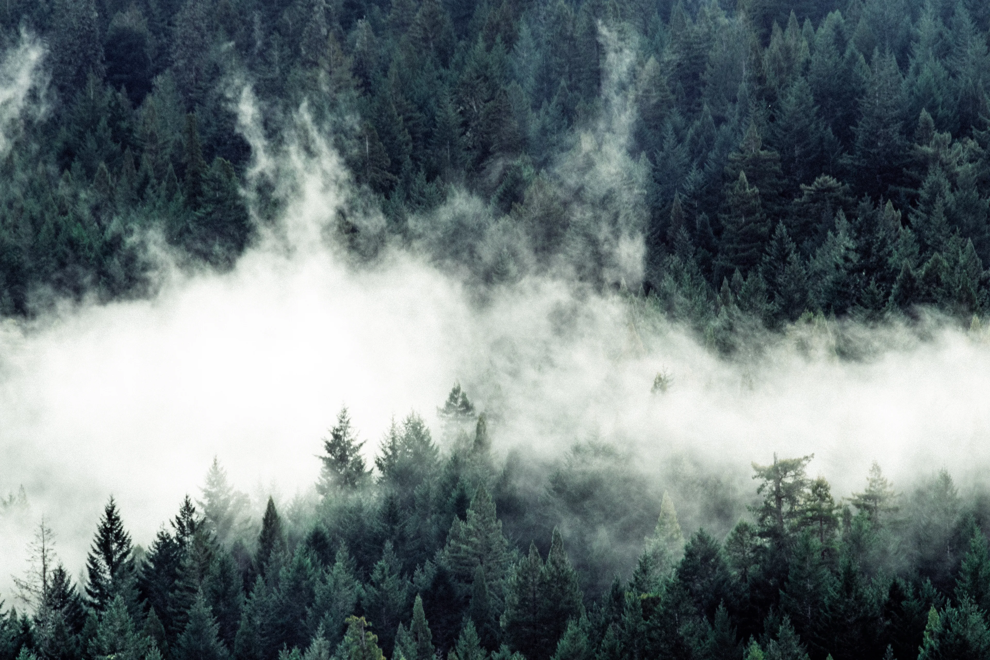 The fog in this image feels like a river, sliding through and washing over the giant Redwood trees. It plays with perspective, also- each of these trees is probably somewhere around 200 feet tall, with only the tip-tops of them visible from this viewpoint. Redwoods need fog to survive, this fog is feeding them as it zooms along.