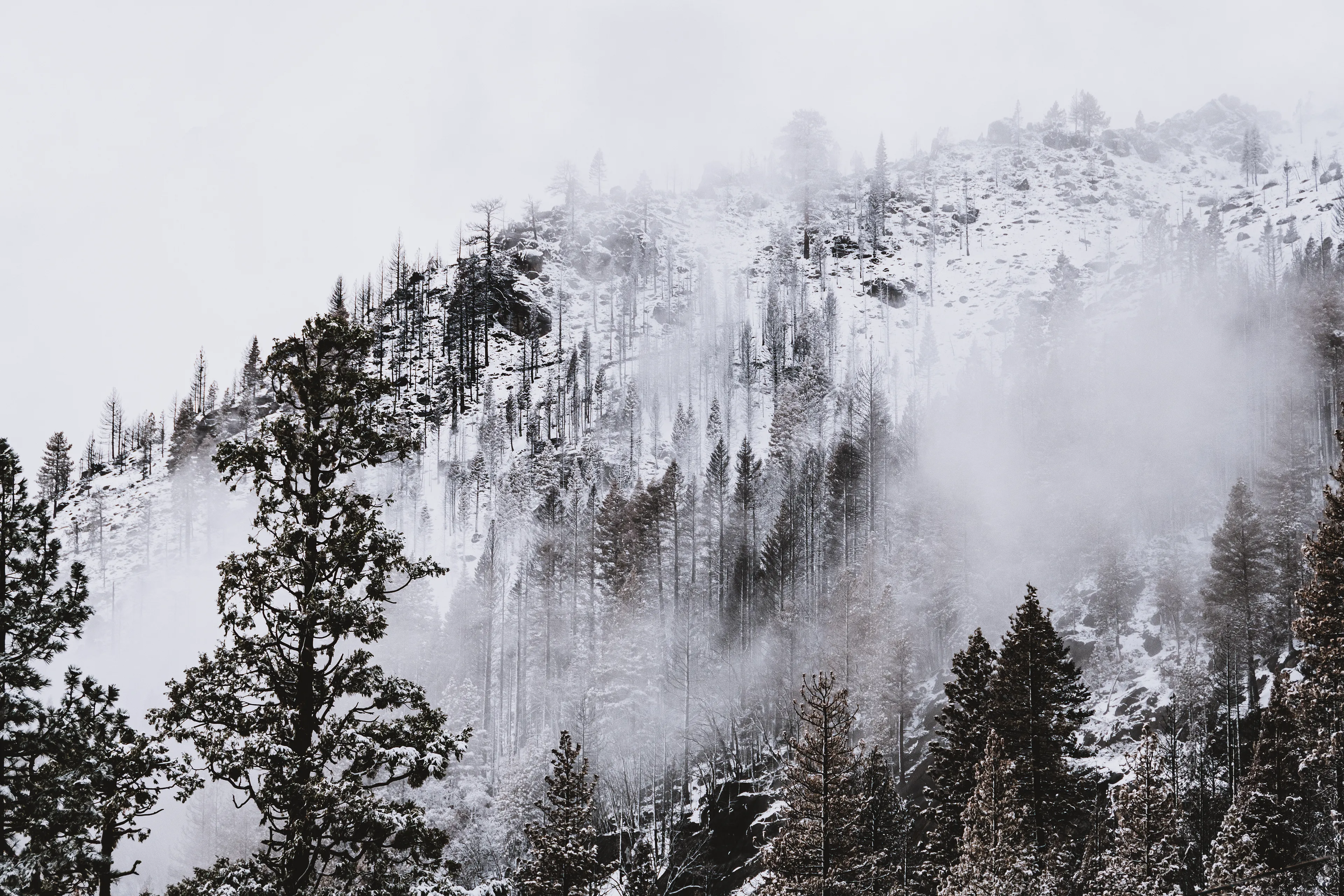 This image is the result of a very spooky day. I was in Reno, Nevada and trying to get home to California up and over the Sierra Nevada mountain range. An unexpected October snow storm had me scrambling for an alternate route home that didn't require tire chains, and I ended up white-knuckling it through some snowy back roads down the mountain. I even saw a bear! Once I was through the worst of it, I stopped for a breather and got it together enough to make some images. I've rarely seen snow in my life, and I've never seen snow and fog together, so it was a cool moment to see my friend the fog even in the freezing cold mountains!