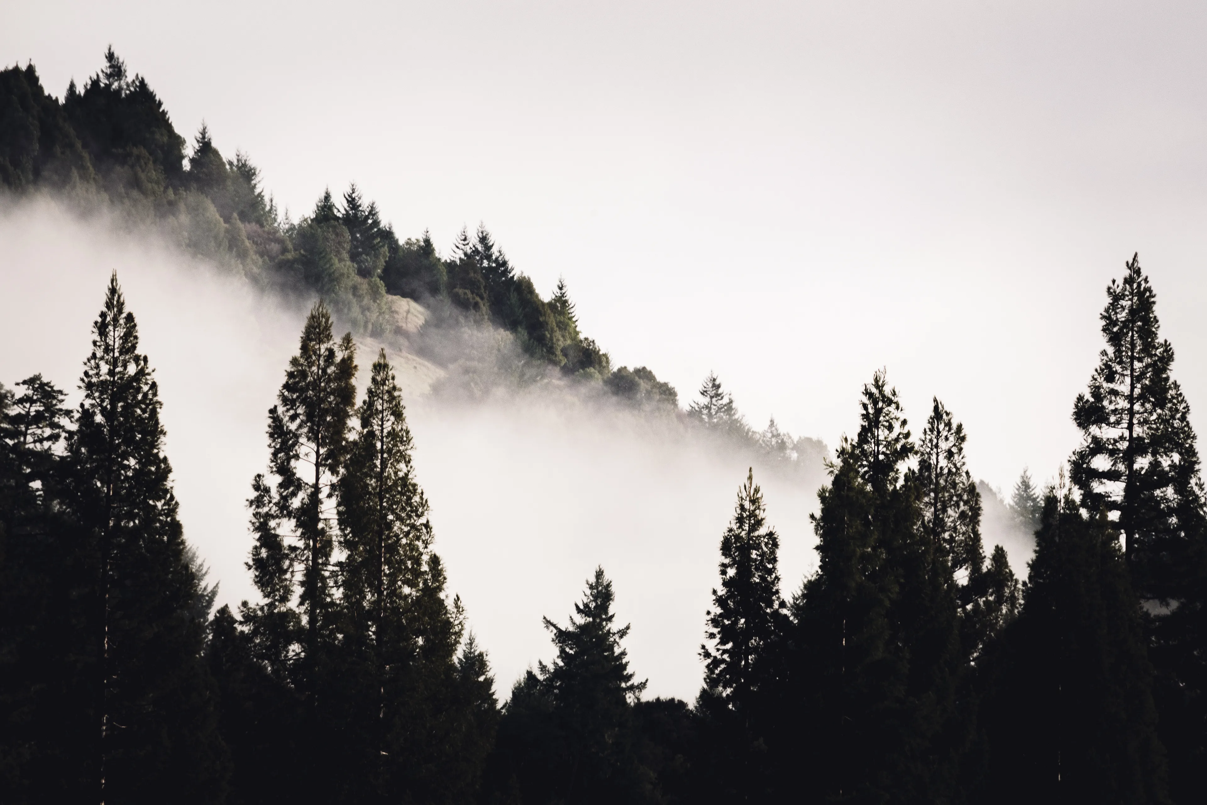 Can fog tumble down a mountain? Does it have enough weight and momentum to keep sliding, catching on occasional Redwood trees and grasping briefly at branches before continuing downwards to the forest floor? Does it pile there, or spread out in a pool? Can it climb back up, or is it a one-way trip to the bottom?