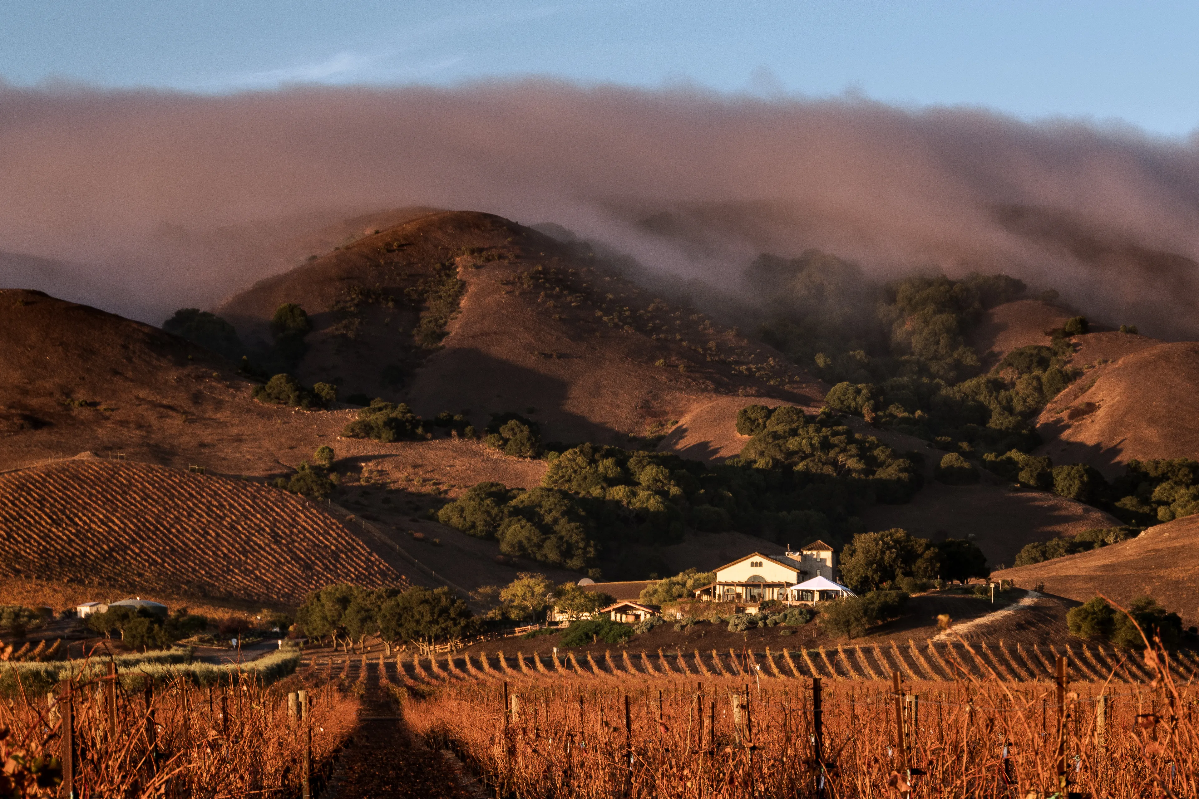 The combination of thick fog and warm sunrise light in the famous wine-growing region of California. Napa is prone to thick and unpredictable fogs at certain times of the year, and as much as it's spooky to drive in it's also amazing to see at just the right times. This was one of those times.