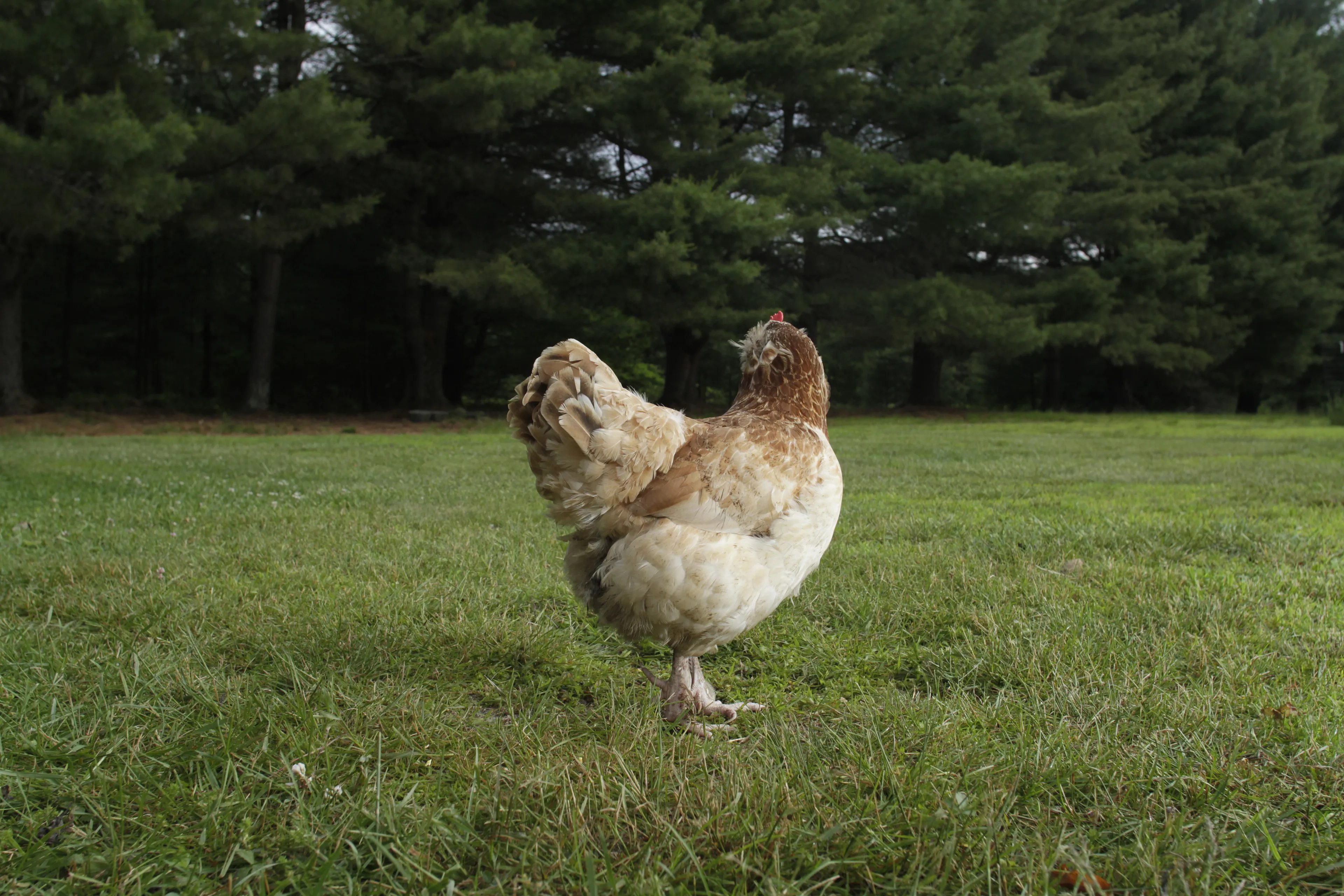 Photos of chickens, taken by chickens. Featuring special guests.