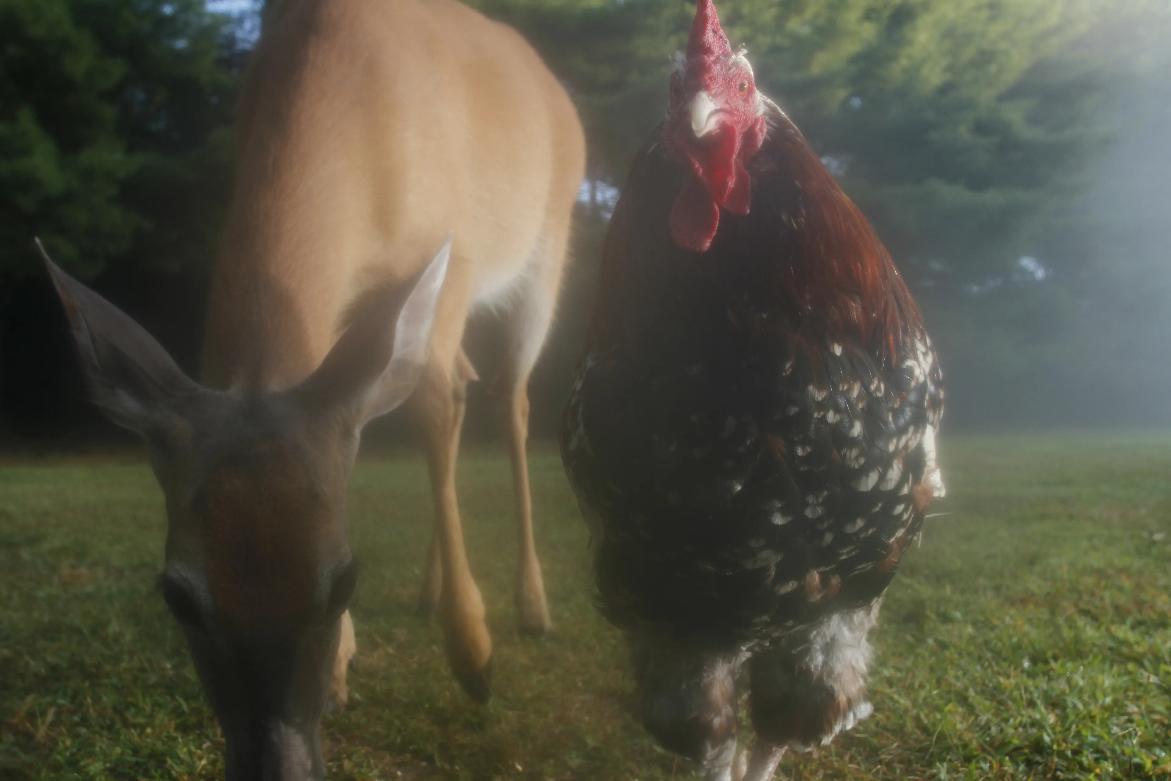 Photos of chickens, taken by chickens. Featuring special guests.