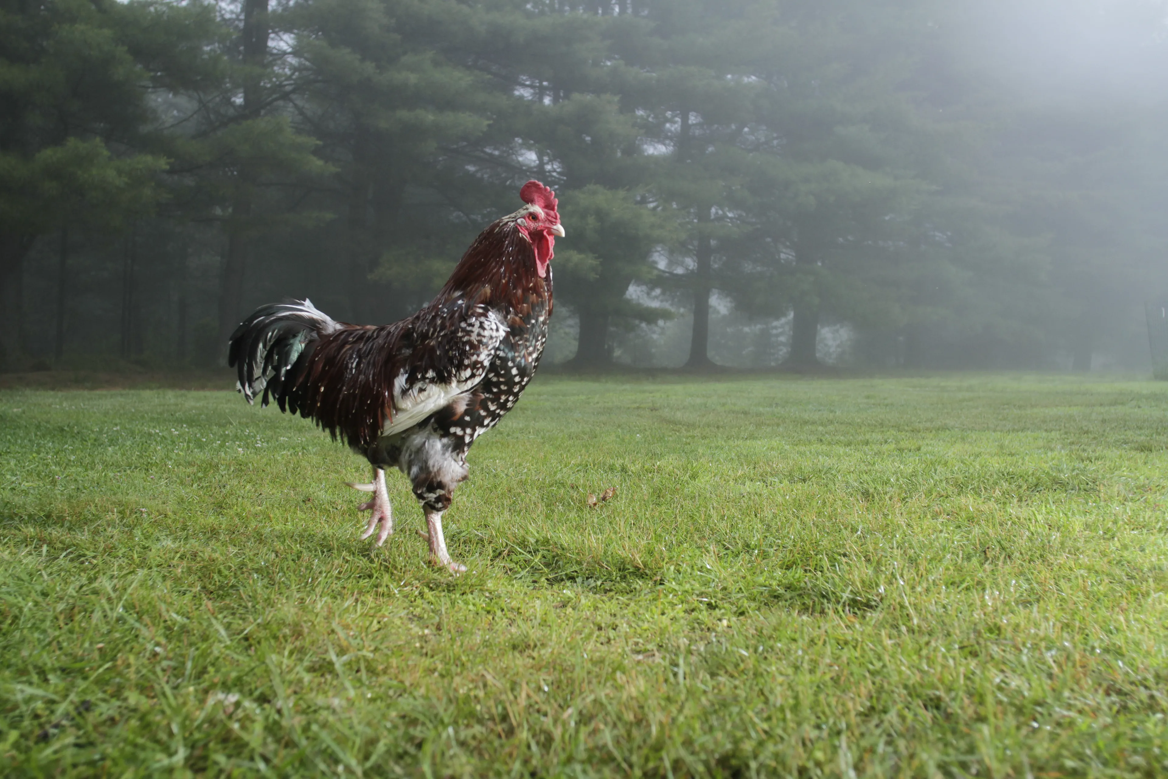 Photos of chickens, taken by chickens. Featuring special guests.