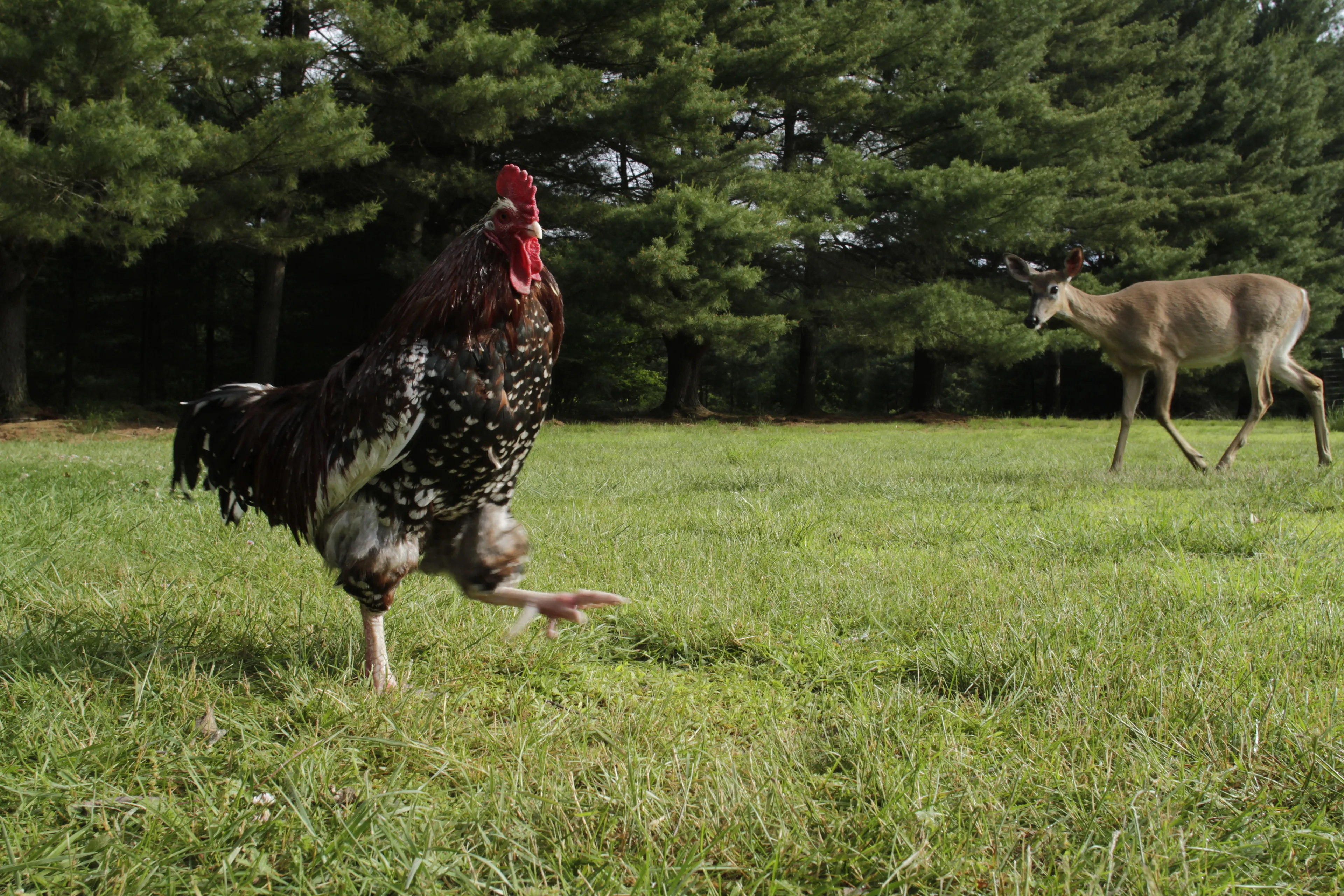 Photos of chickens, taken by chickens. Featuring special guests.