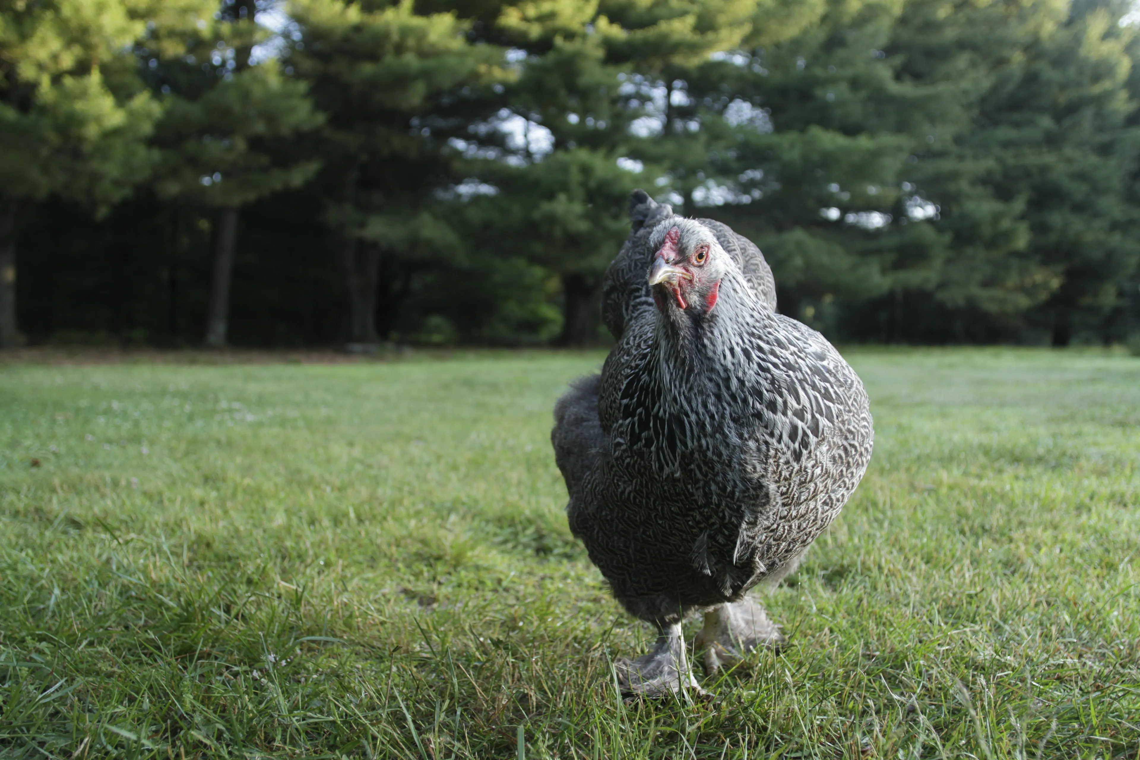 Photos of chickens, taken by chickens. Featuring special guests.