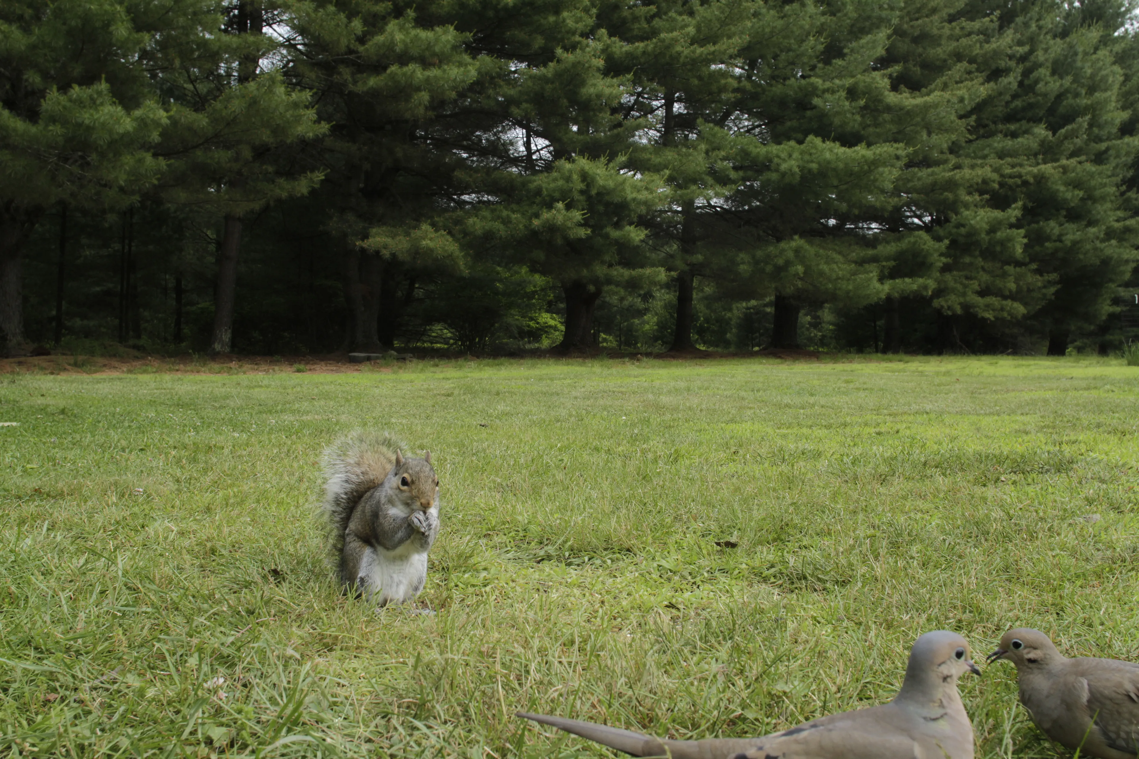 Photos of chickens, taken by chickens. Featuring special guests.