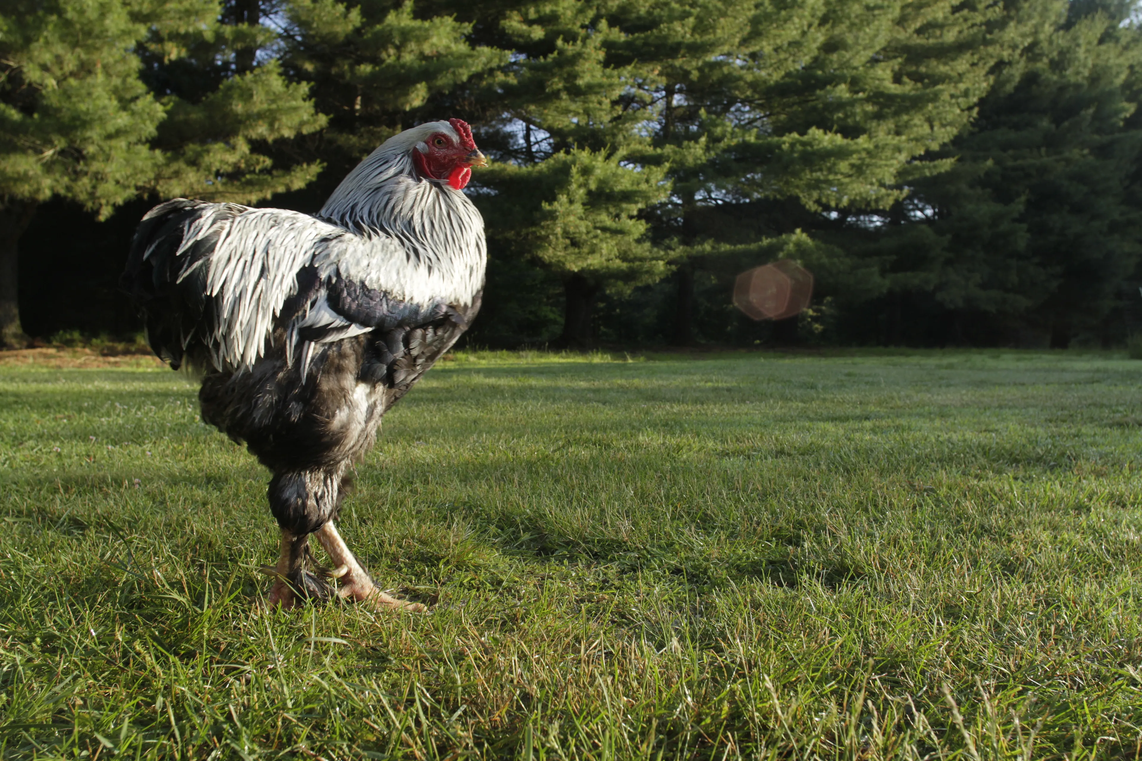 Photos of chickens, taken by chickens. Featuring special guests.