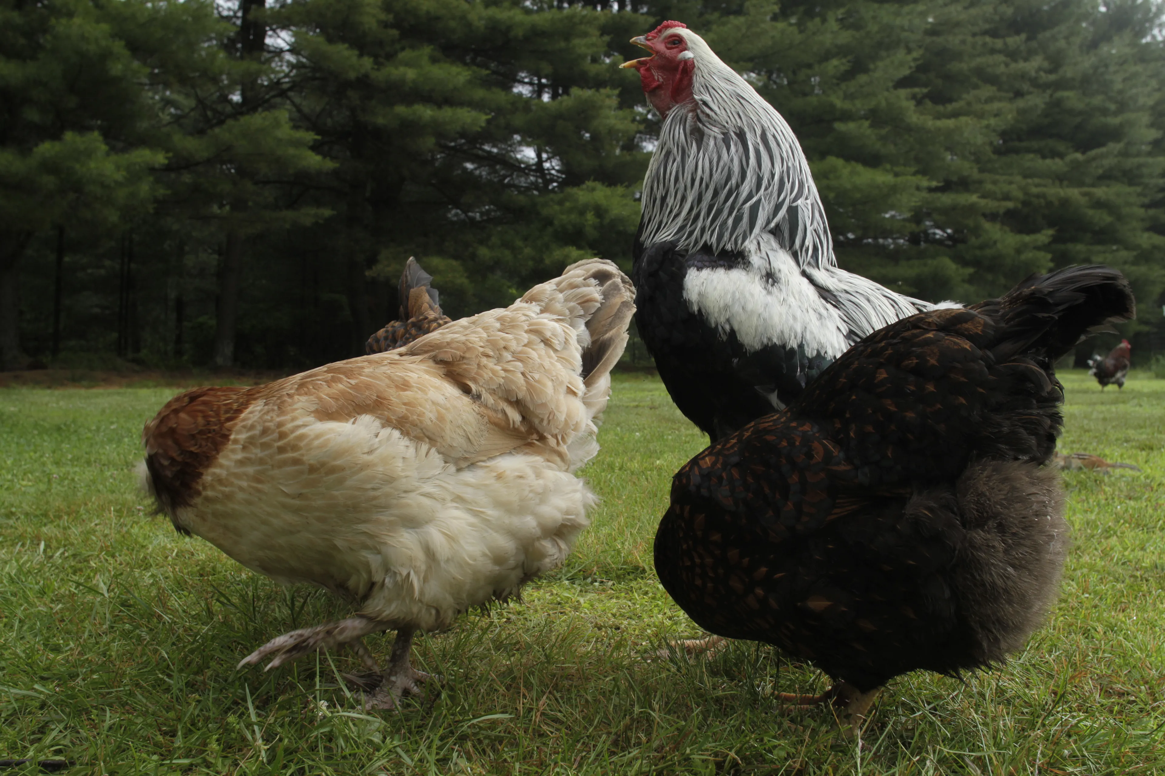 Photos of chickens, taken by chickens. Featuring special guests.