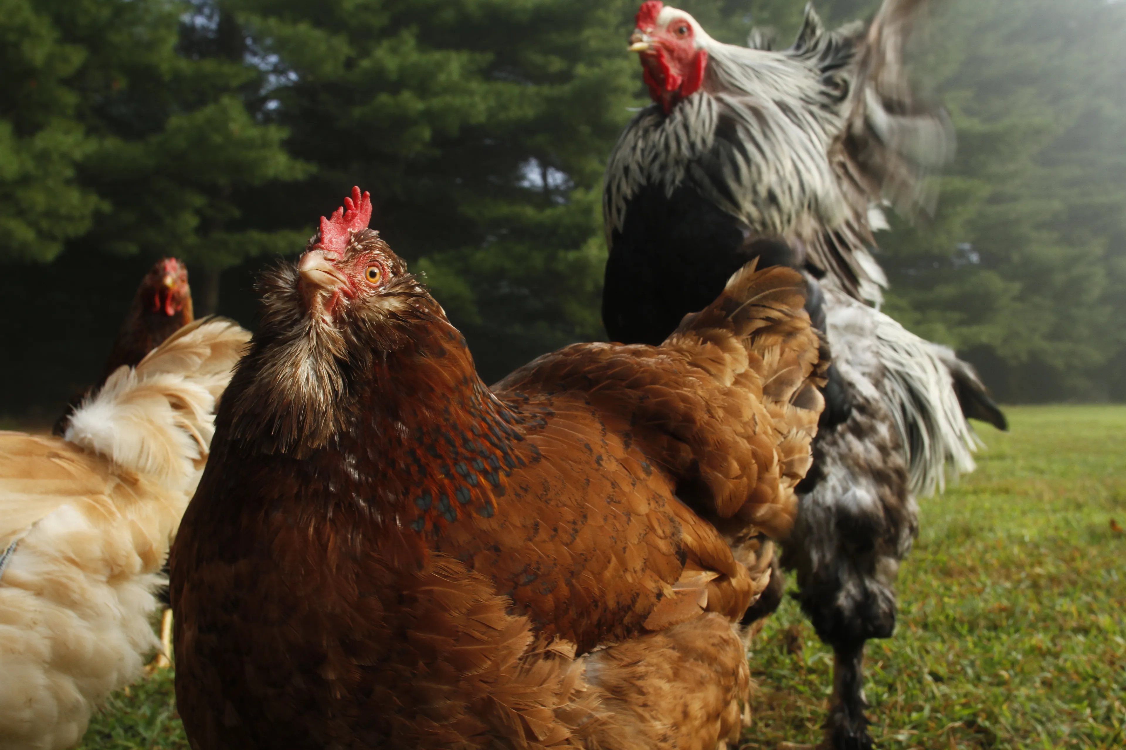 Photos of chickens, taken by chickens. Featuring special guests.