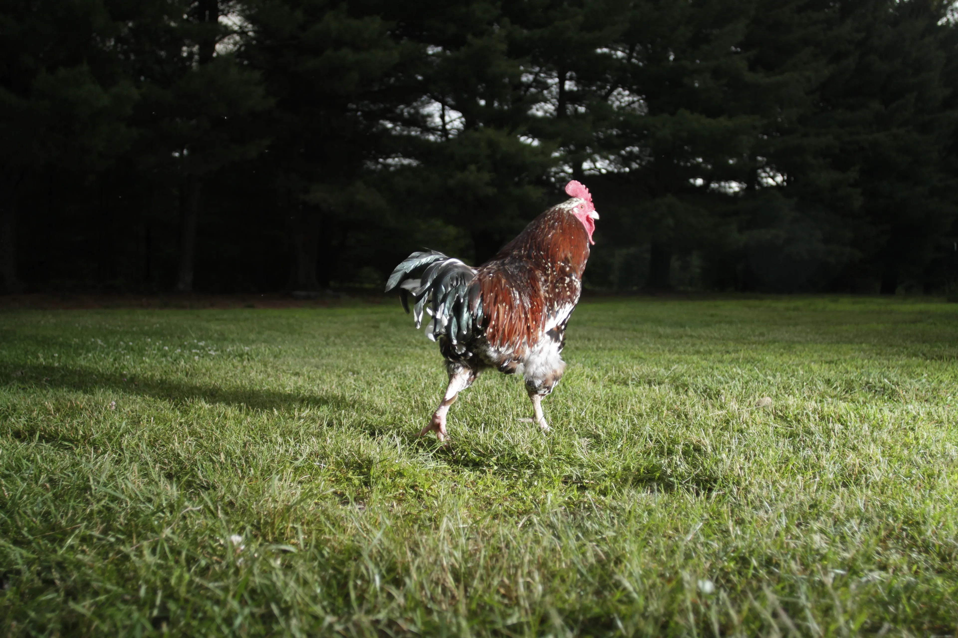 Photos of chickens, taken by chickens. Featuring special guests.