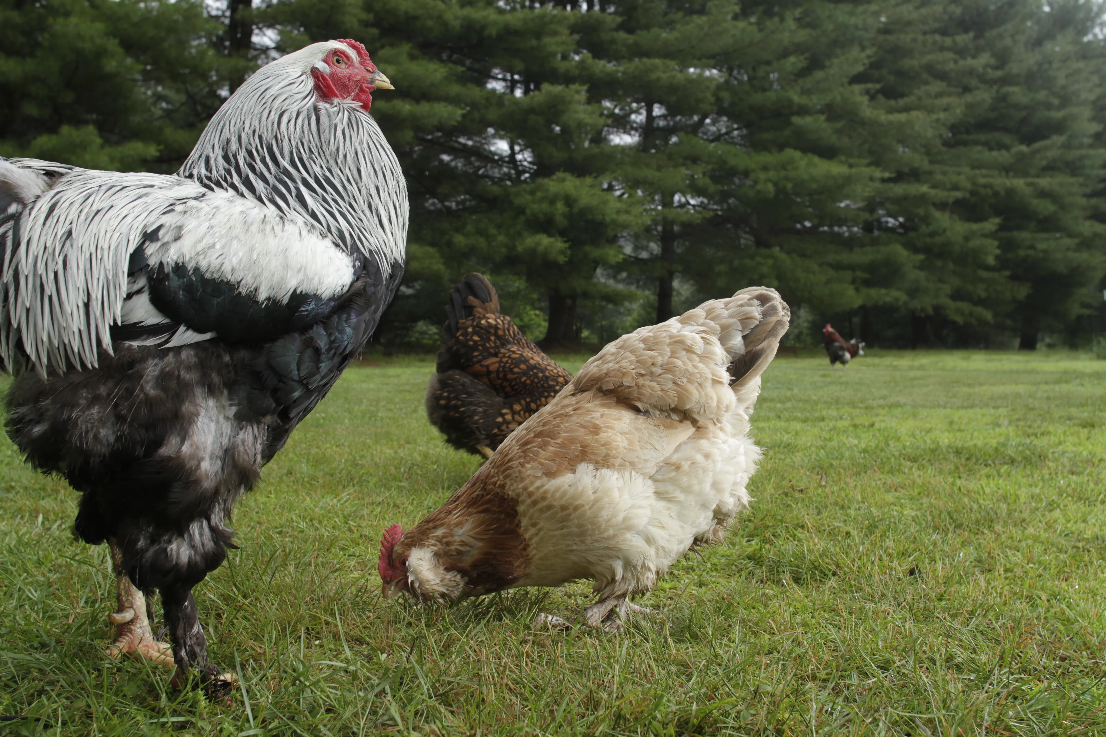 Photos of chickens, taken by chickens. Featuring special guests.