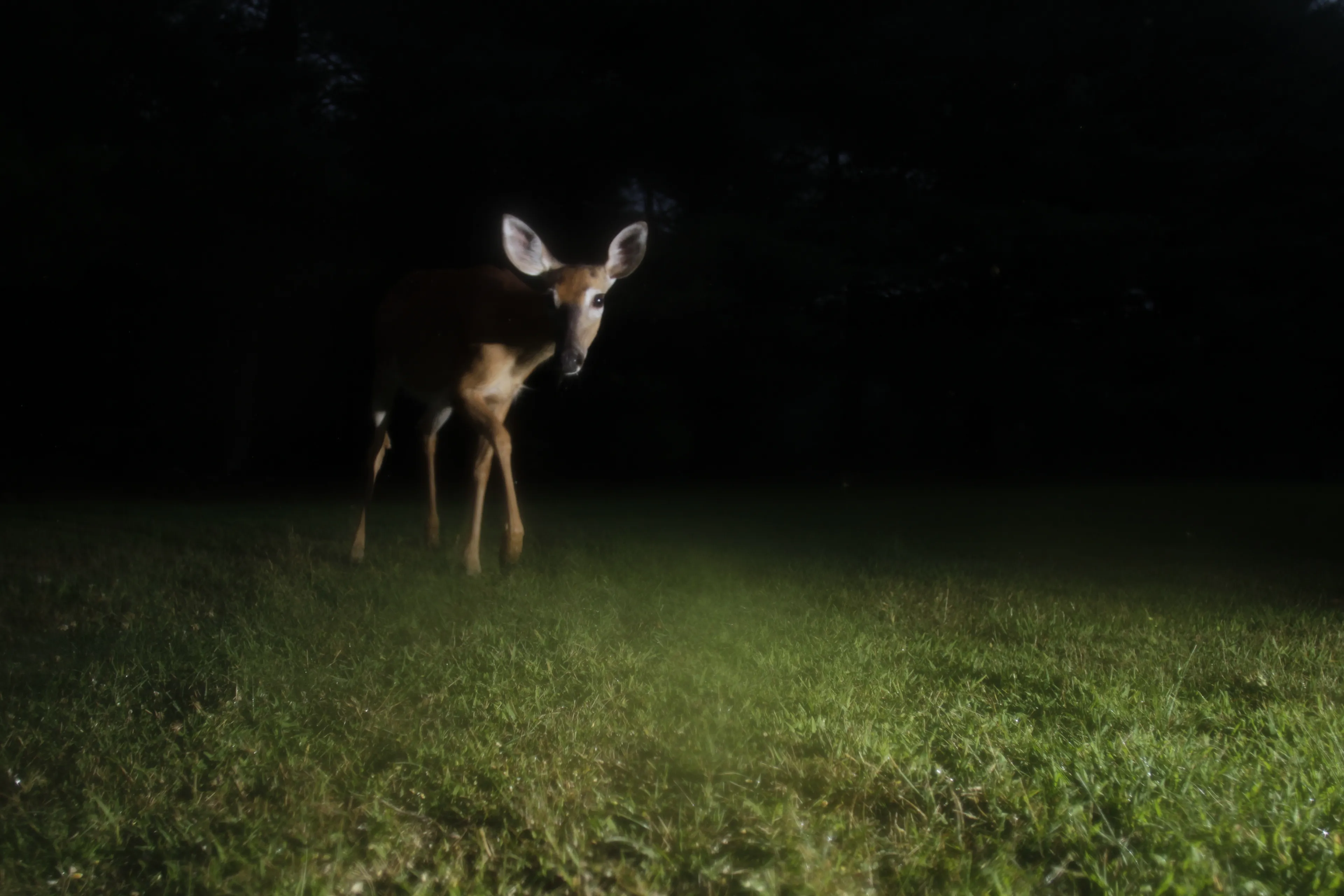 Photos of chickens, taken by chickens. Featuring special guests.