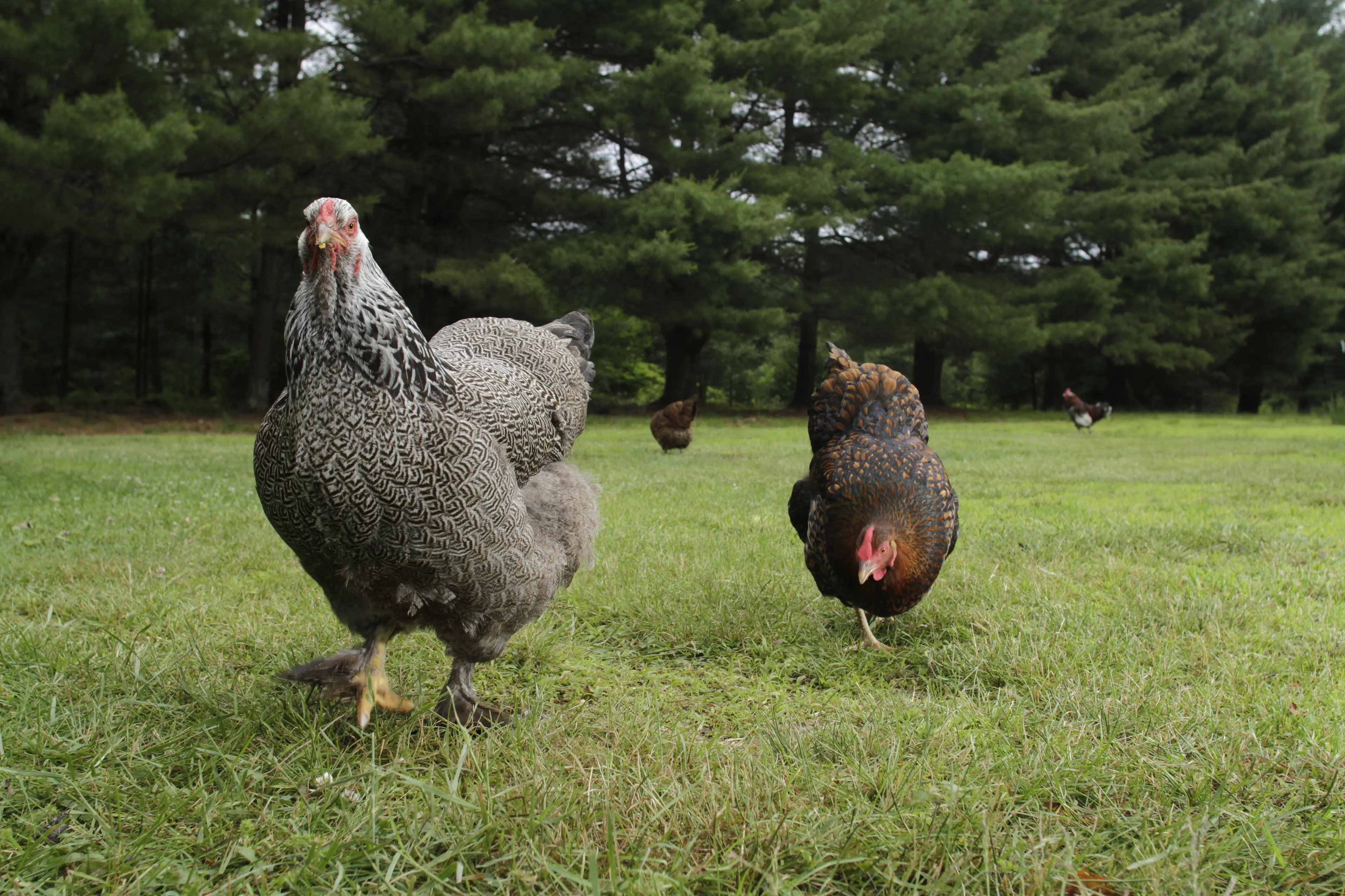 Photos of chickens, taken by chickens. Featuring special guests.