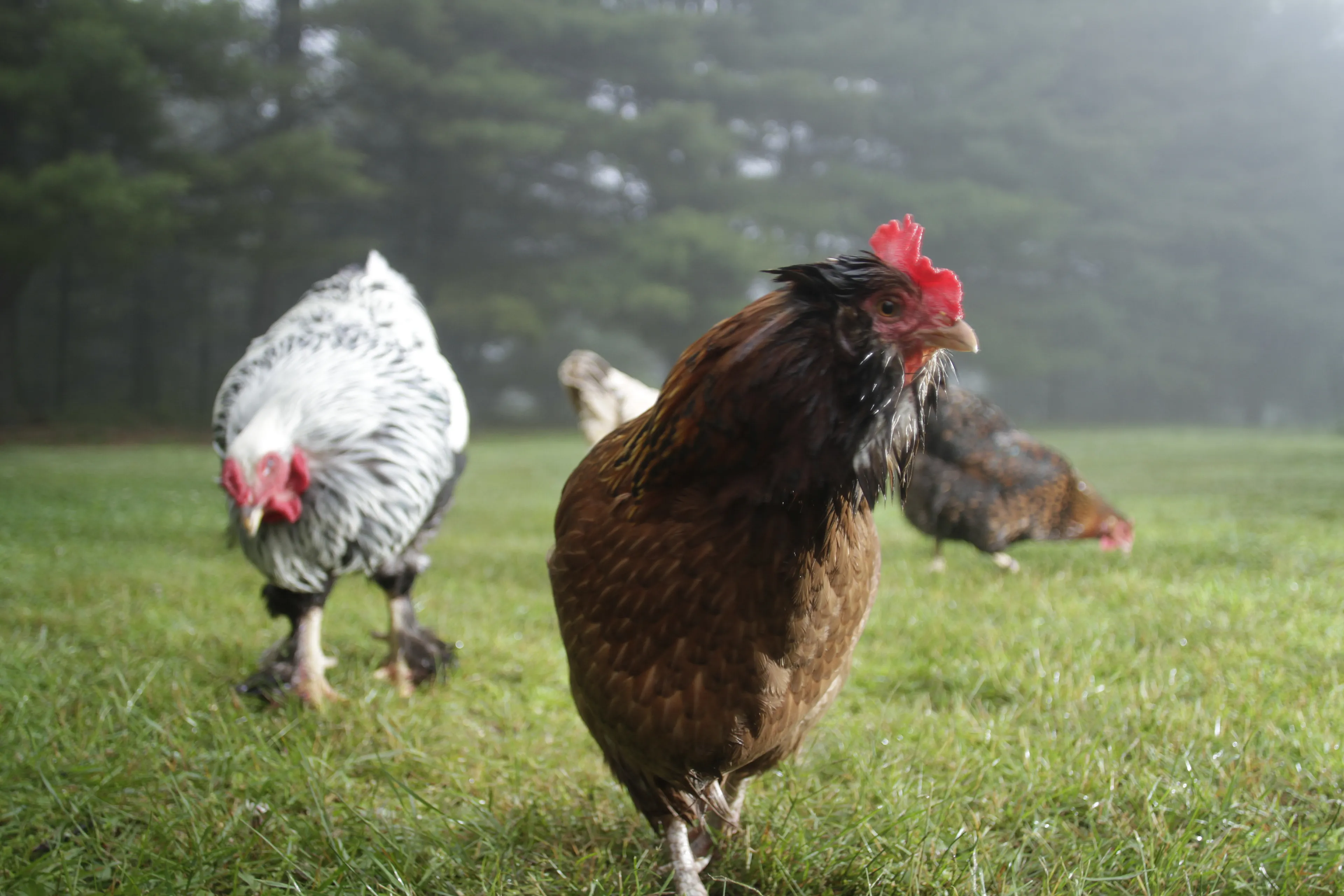 Photos of chickens, taken by chickens. Featuring special guests.