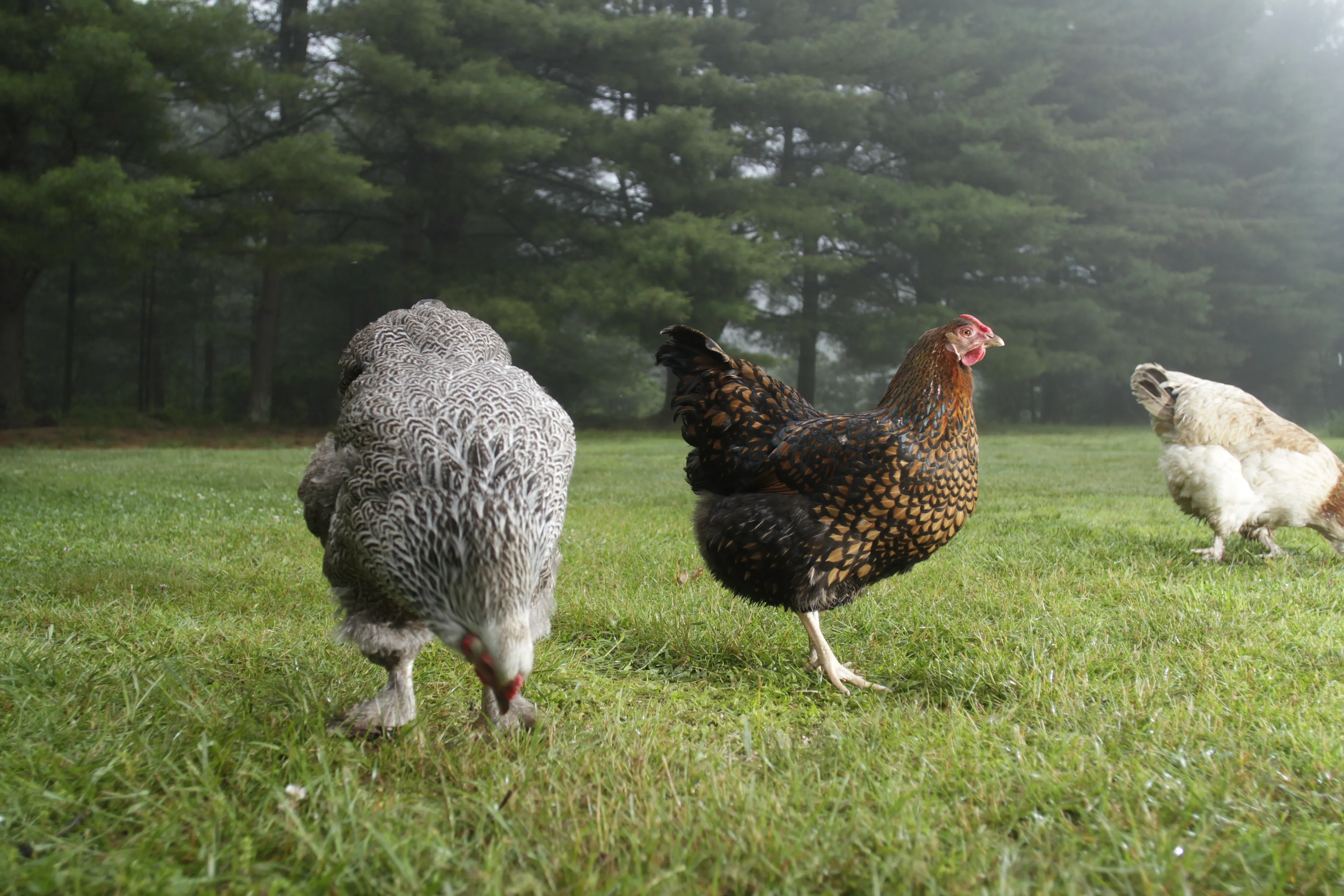 Photos of chickens, taken by chickens. Featuring special guests.