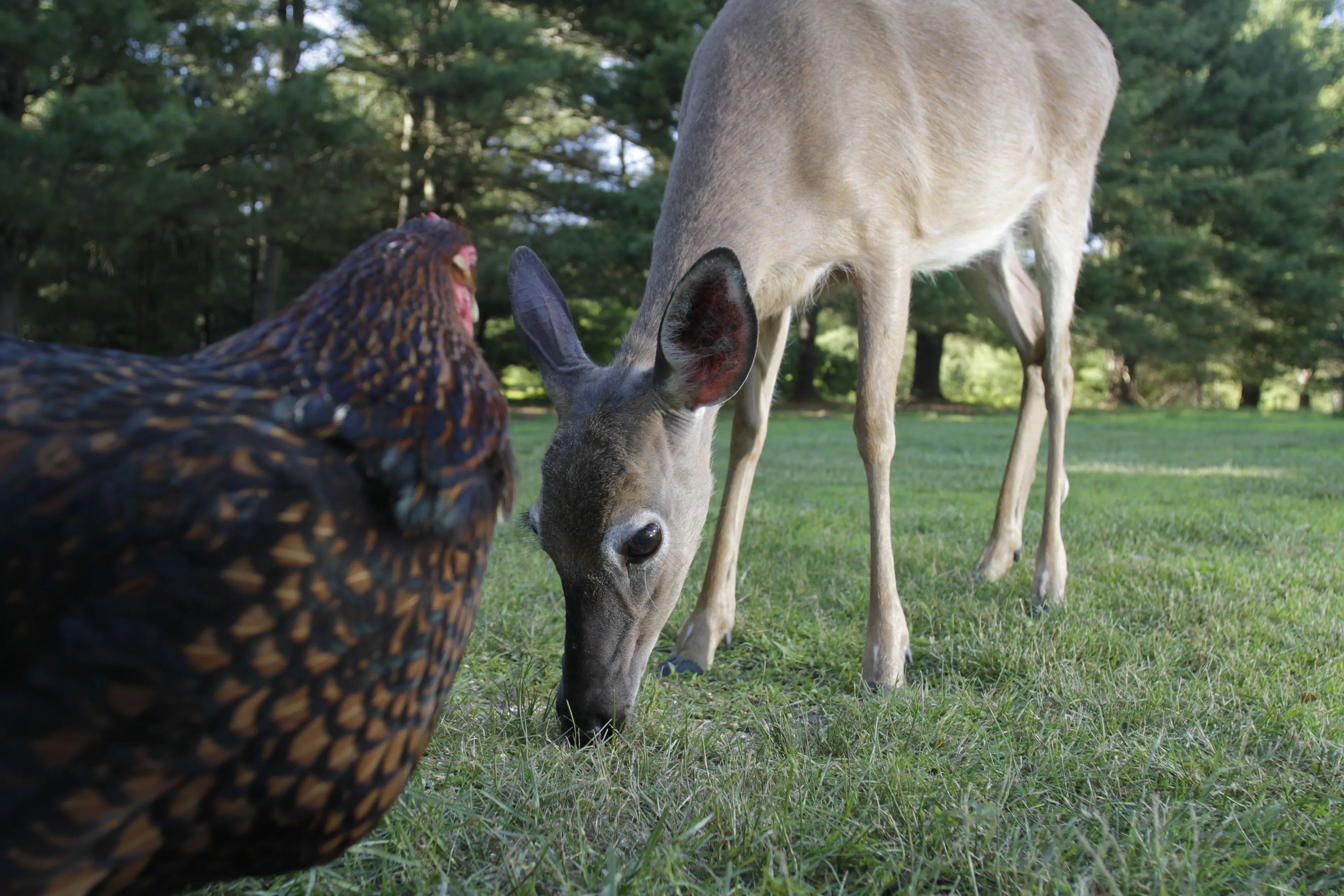 Photos of chickens, taken by chickens. Featuring special guests.