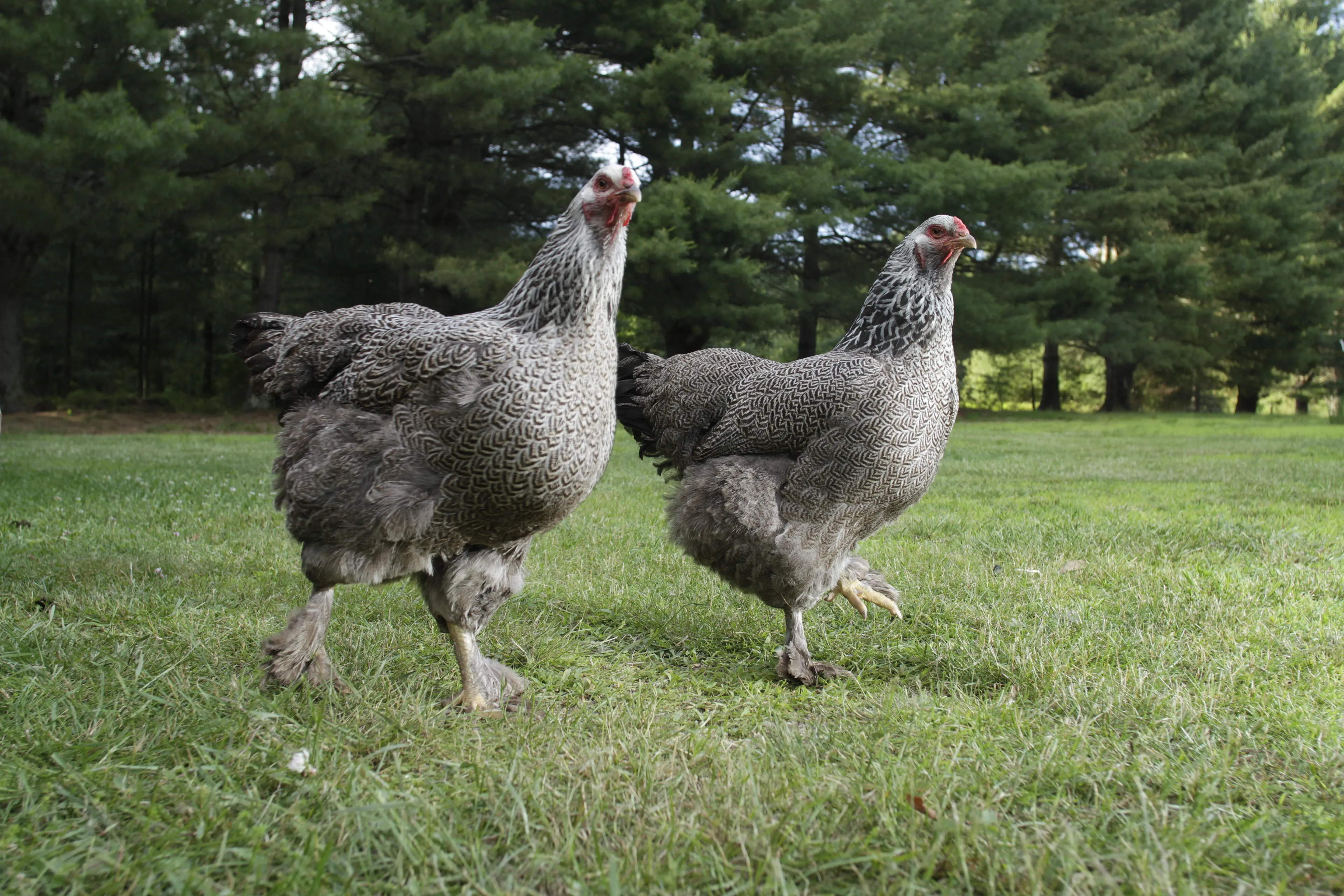 Photos of chickens, taken by chickens. Featuring special guests.