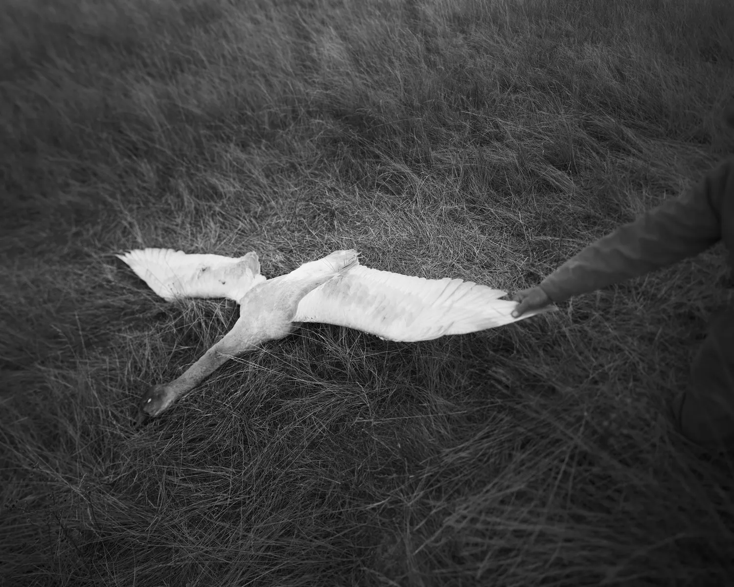 Assembly and Sasha Wolf present One Star and a Dark Voyage, the genesis collection from acclaimed photographer Barbara Bosworth. This project, made with Bosworth’s customary 8x10 camera, speaks to our connections with nature: bear paws hauntingly human, roses cut to bring beauty indoors, a swan hunted for Christmas dinner. The visceral and the ethereal intermingle here to build a sense of the delicate and fragile nature of life, at a place where the edges of heaven and earth blur. In One Star and a Dark Voyage, we are brought into intimate communion with such things as a wound on a sun-freckled shin, a worm as stigmata in a child’s hand, a bird lying in a cupped hand, a body hovering in the darkness—all evoking the ephemeral nature of life. The result: a collection of photographs that functions as a journey, where weight becomes light. The beautiful and the terrible, all interconnected, all the same. Always seeking home.