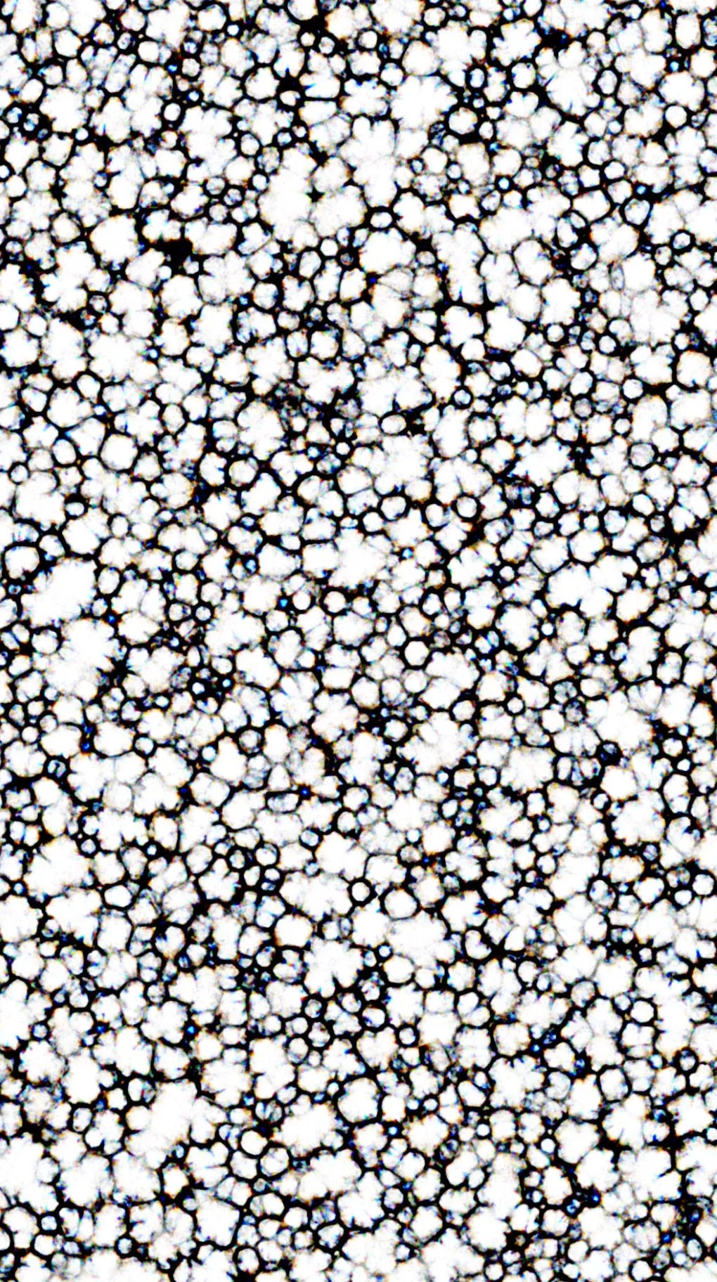 Agoria & Lescure introducing Atelier Σigma

As Above, So Within} is not a state, but a passage. It changes shape, divides, and recomposes, like a thought in motion. Each movement is a thought in the process of being born. 
What you contemplate is an architecture of the living, in metamorphosis. It is a language where code becomes matter, and matter, memory. An algorithm draws networks where order and chaos merge. 
This network belongs neither to the living nor to the digital. It evokes the unicellular intuition. The invisible architecture of galaxies. The projection of a cosmos still unexplored. What you see also sees you. The living flows through you as much as you contemplate it. 
Within this chaos, a murmur of the whole resonates — a grace that traverses us. It calls forth in us primitive intuitions, resonances that precede and surpass us. 
What the code engenders is not a simple figure: it is the trace of invisible structures crossing the cosmos. This unfolding is the sketch of an alternative cosmos. 
Each form is a hypothesis of a universe, perhaps already real. 
But what are we truly looking at? A biological model? A cosmic map? Or the mirror of our own inner organization? 

Location: ArtVerse, Paris.
Curated by Grida
SR Curated Releases 
Full HD film on demand (More than 300mo)
