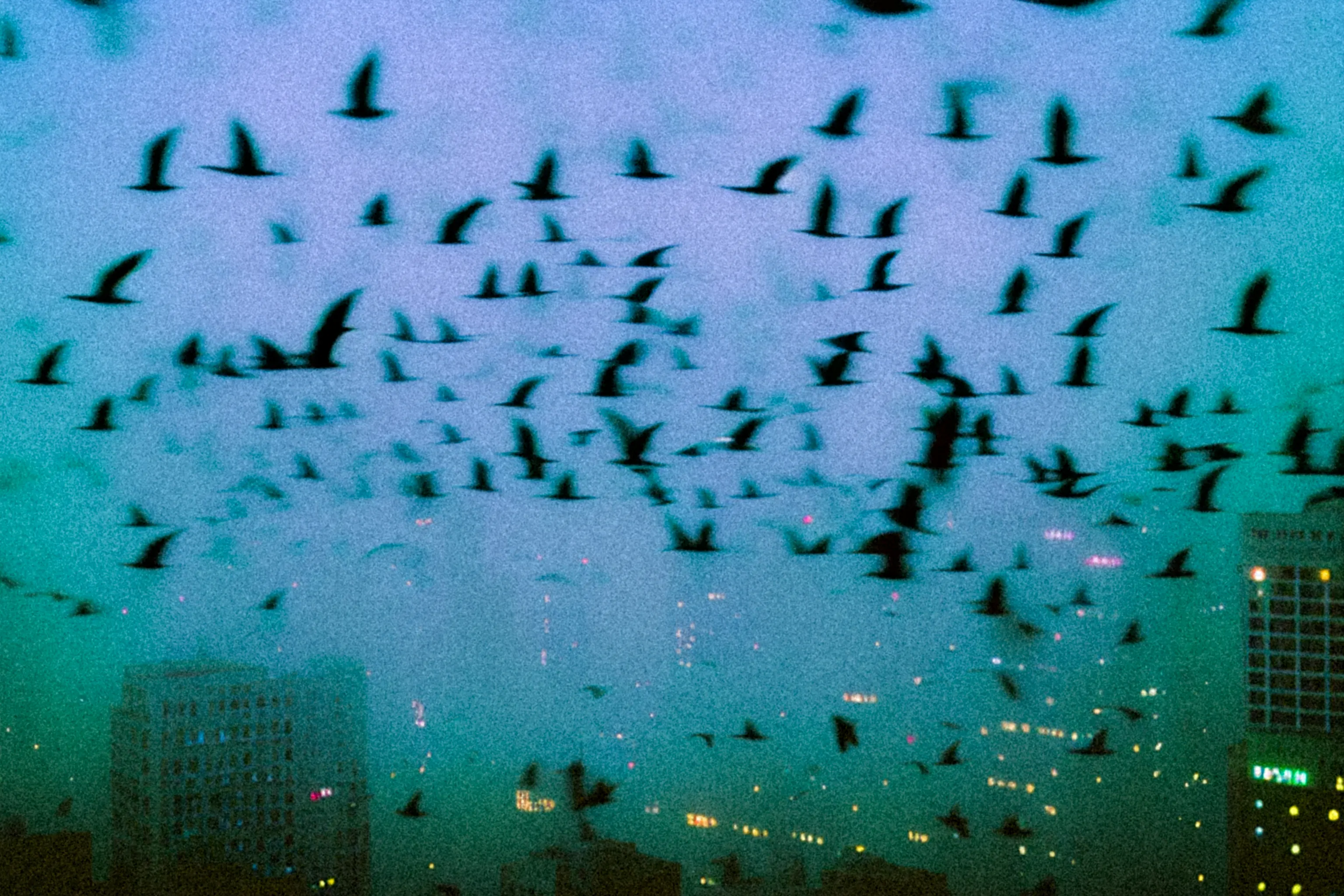 Once on the rooftop bar in Manhattan I left the party and stepped to the edge... I felt what birds feel - freedom.