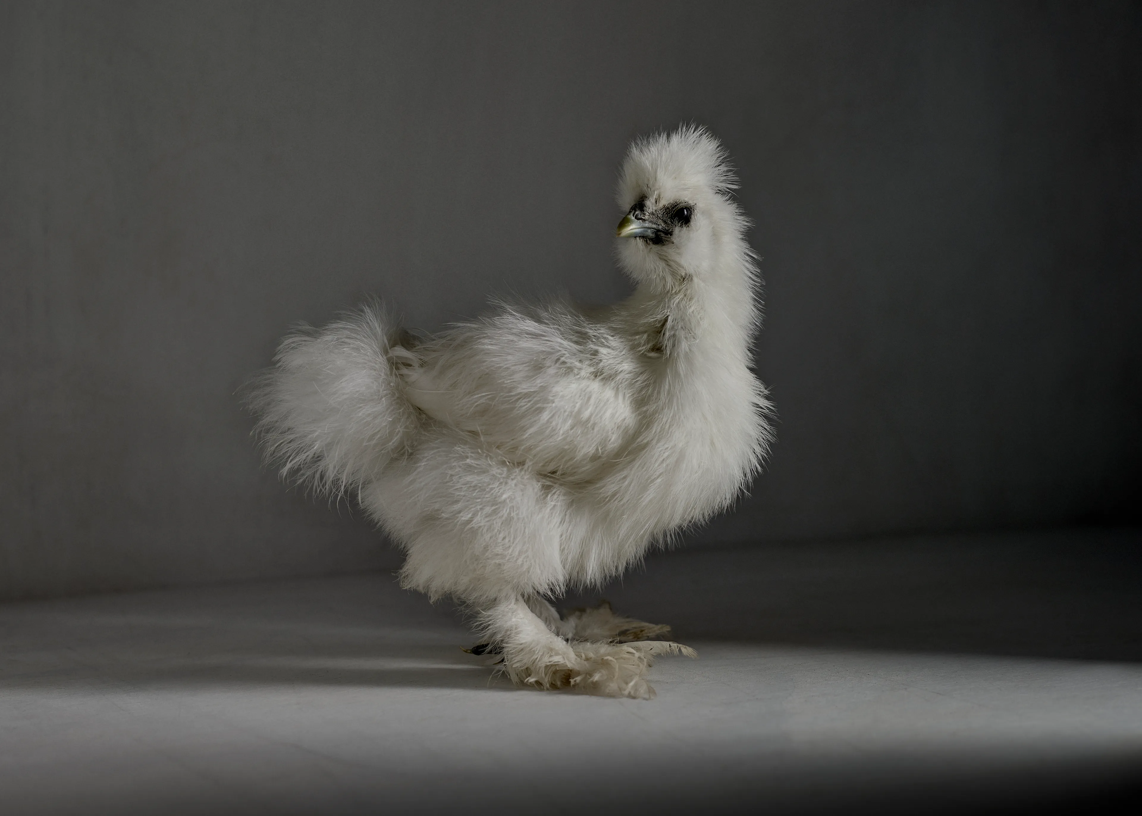 The chick emerges.

Part of the chicken.photos series.