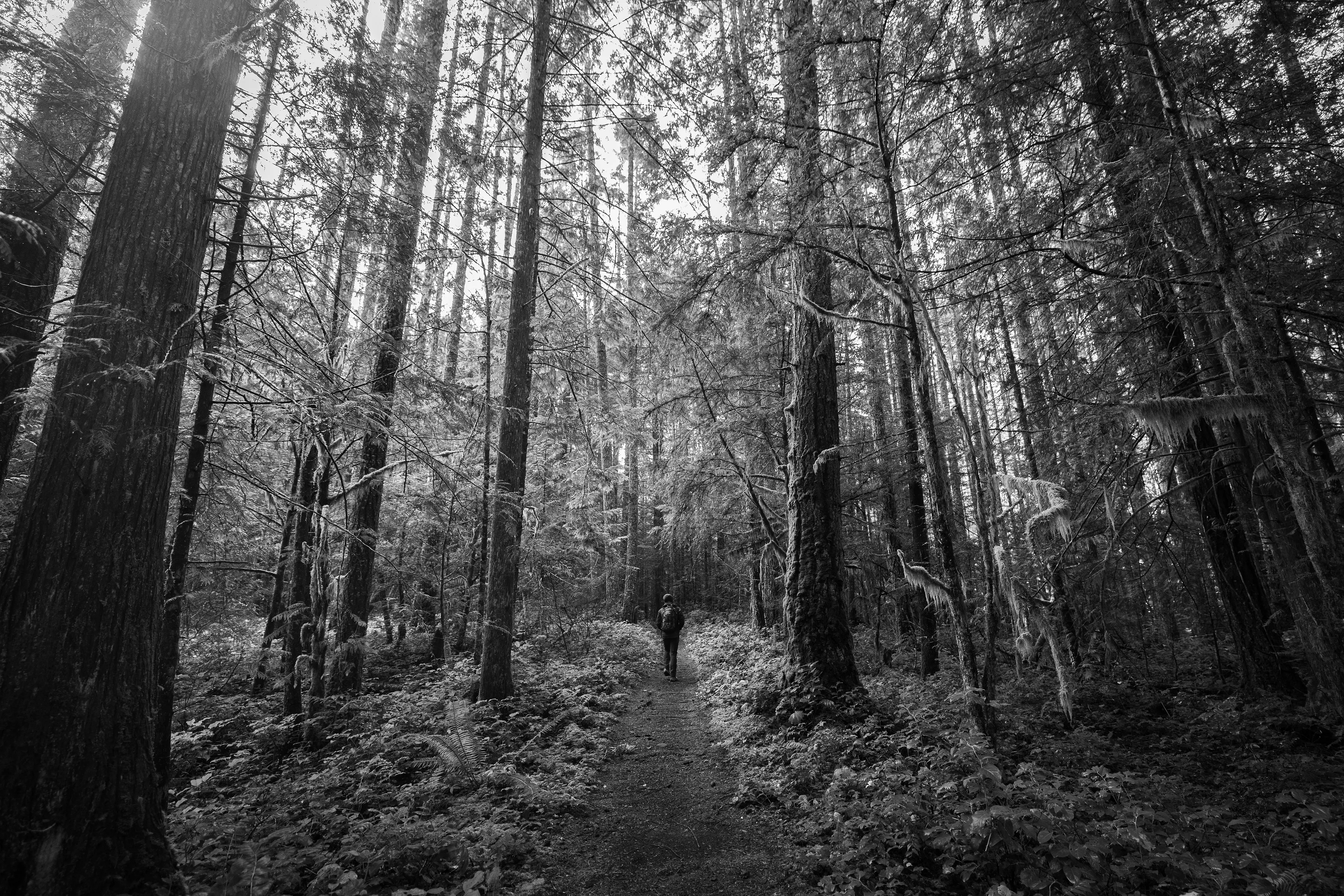 A lone figure steps into the quiet embrace of the forest, the path ahead shrouded in shadow and light. A moment suspended between curiosity and uncertainty. A venture into the unknown, where each step asks, ‘What comes now?’"