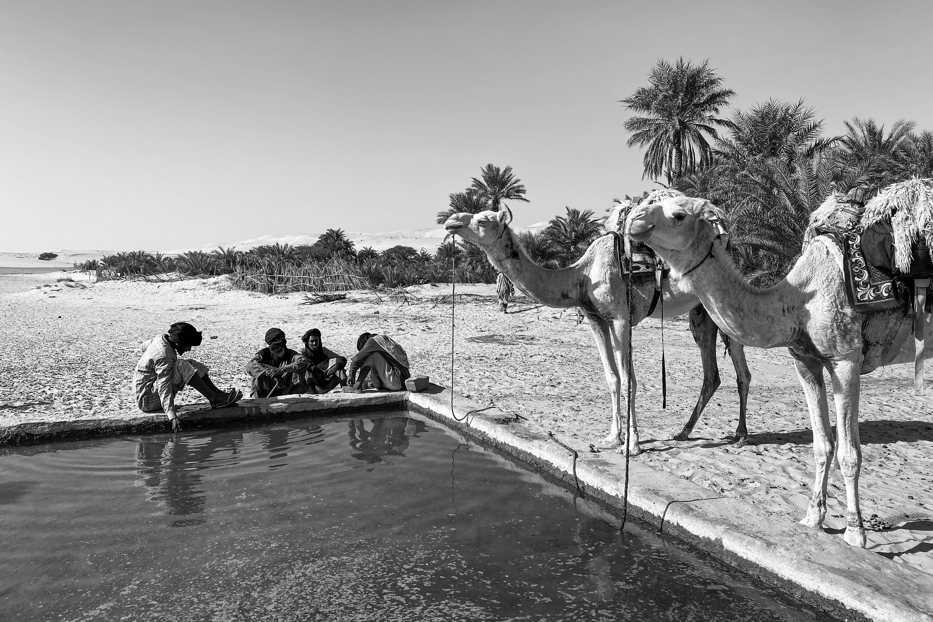 This is one of those scenes you might imagine in a movie or perhaps dream about. After crossing 12 kilometers of desert with our camel caravan, we arrived at Oasis de La Gueila, which at first glance seemed deserted. A vast palm grove carefully irrigated by the locals stretched out before us. As we approached, there appeared to be no one around. Then we found a watering trough where camels were literally parked, sipping water and resting while their owners chatted casually, as if it were just a routine pit stop.