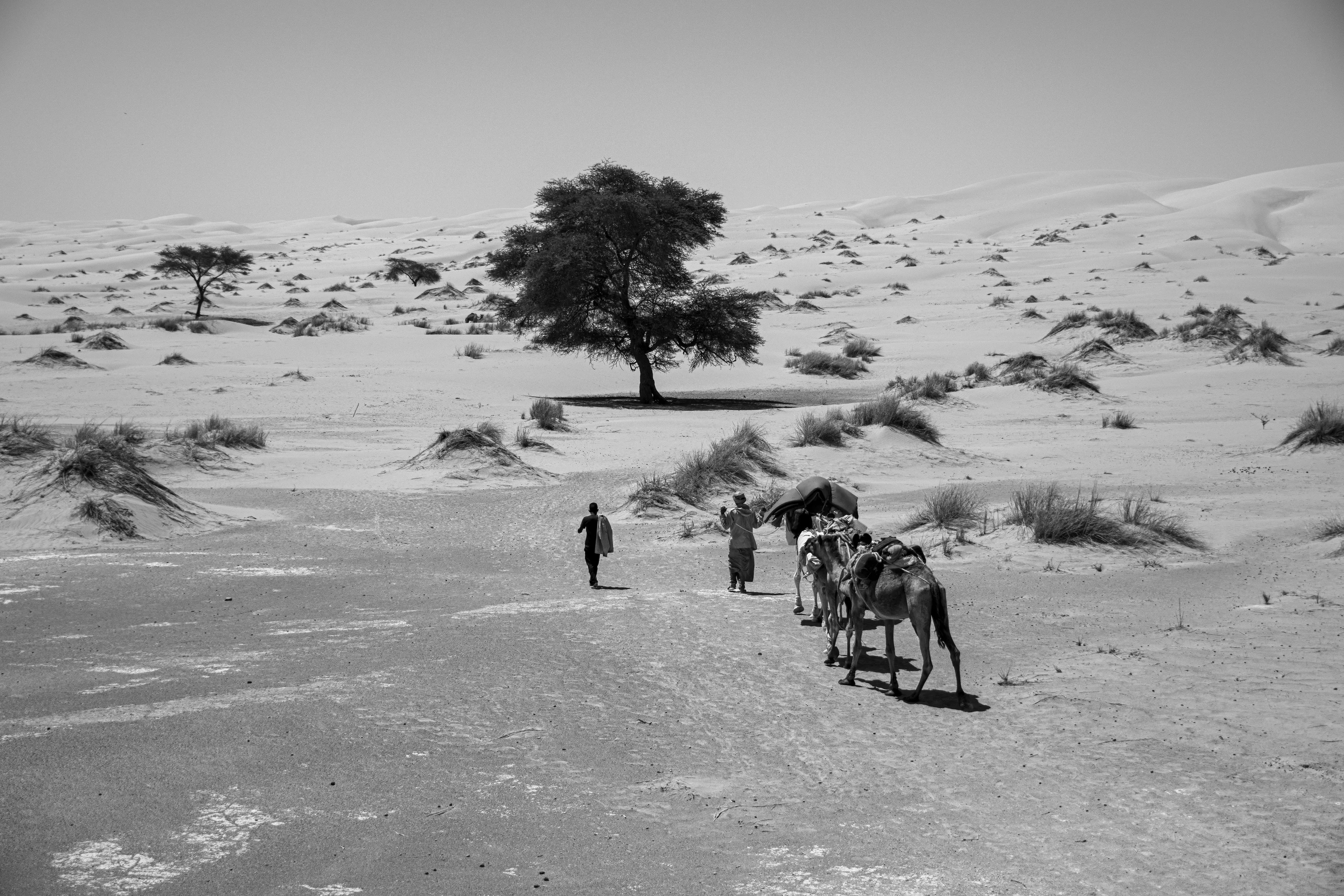 Pushing forward across the desert sands, our caravan follows the lead of the two chameliers straight toward a massive tree. Its broad shade promises respite from the scorching sun, a place to set up lunch and rest before continuing the journey toward the Oasis de La Gueila.