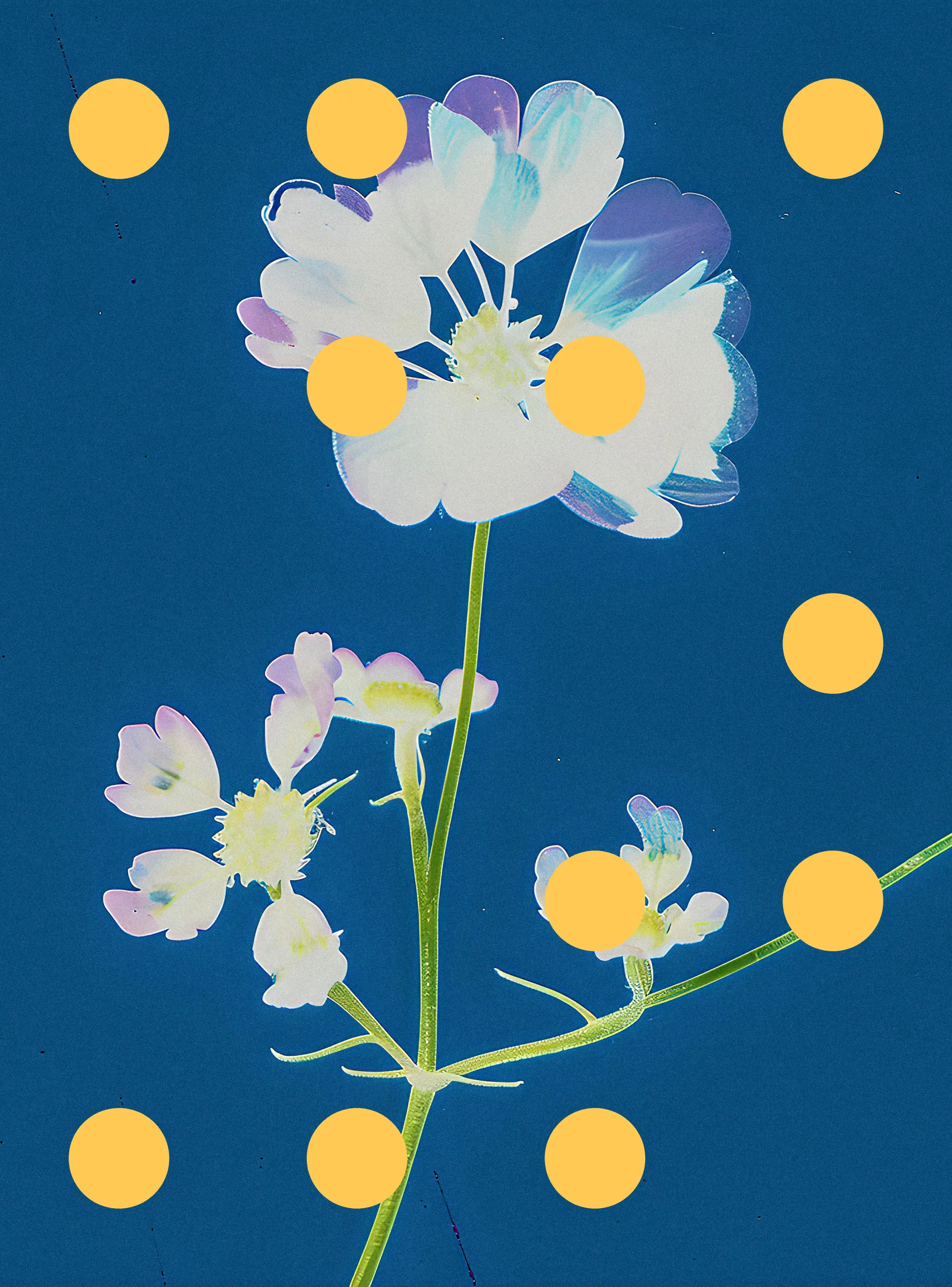 ‘Flore Perdue’ is the second chapter of ‘Once Upon A Garden’, a project I started in 2022 which depicts a world where humans have to live with simulated images of plants and flowers because they have disappeared from earth. The project asks whether the preservation of nature is compatible with the goals of industrialised and industrialising societies, and in general is a reflection on what gets left behind in our pursuit of progress.