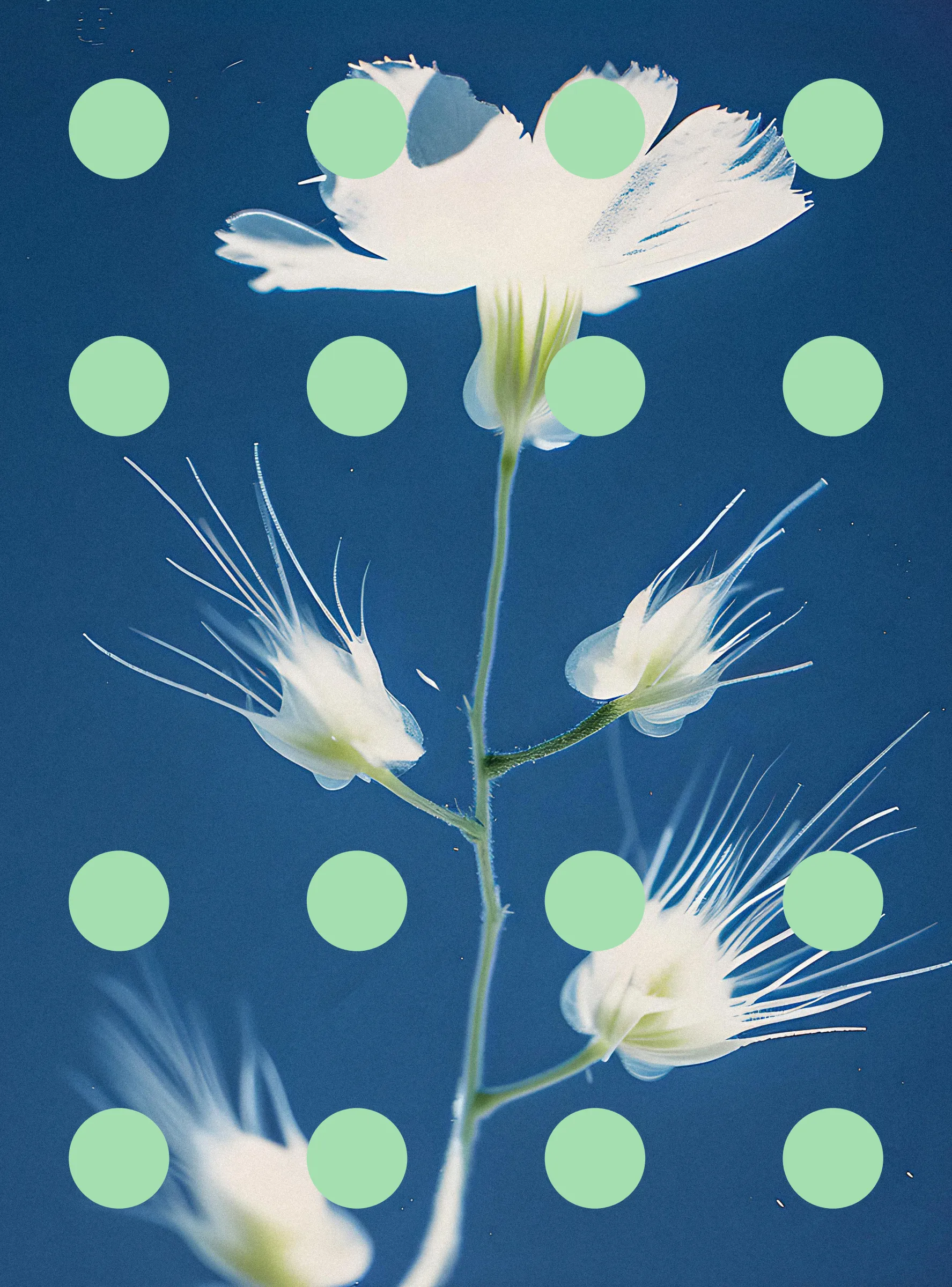 ‘Flore Perdue’ is the second chapter of ‘Once Upon A Garden’, a project I started in 2022 which depicts a world where humans have to live with simulated images of plants and flowers because they have disappeared from earth. The project asks whether the preservation of nature is compatible with the goals of industrialised and industrialising societies, and in general is a reflection on what gets left behind in our pursuit of progress.