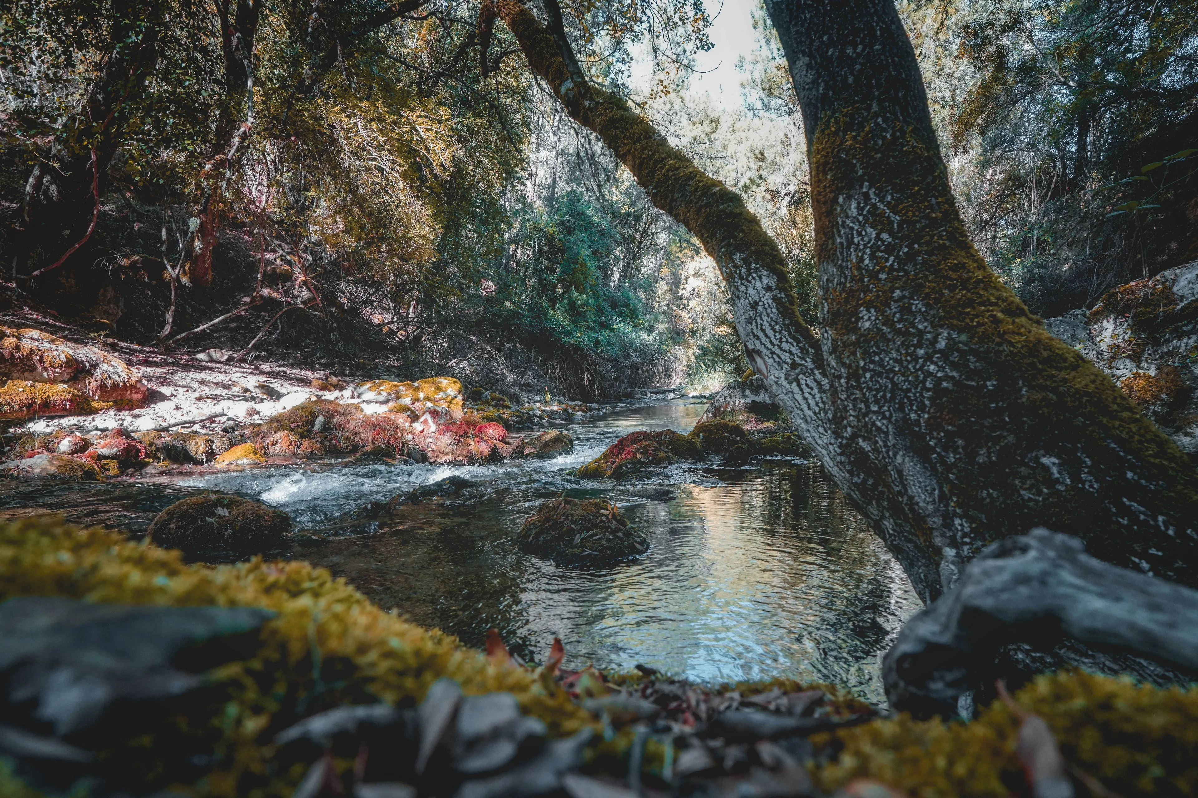 You know, often I feel like I'm not alone at all when I'm walking through the forest. Like if trees have souls. Very old, beautiful, and very wise souls who are watching me in peace and wishing me the same as I do to them.  

Photo taken at Aguasmulas river in Jaén.