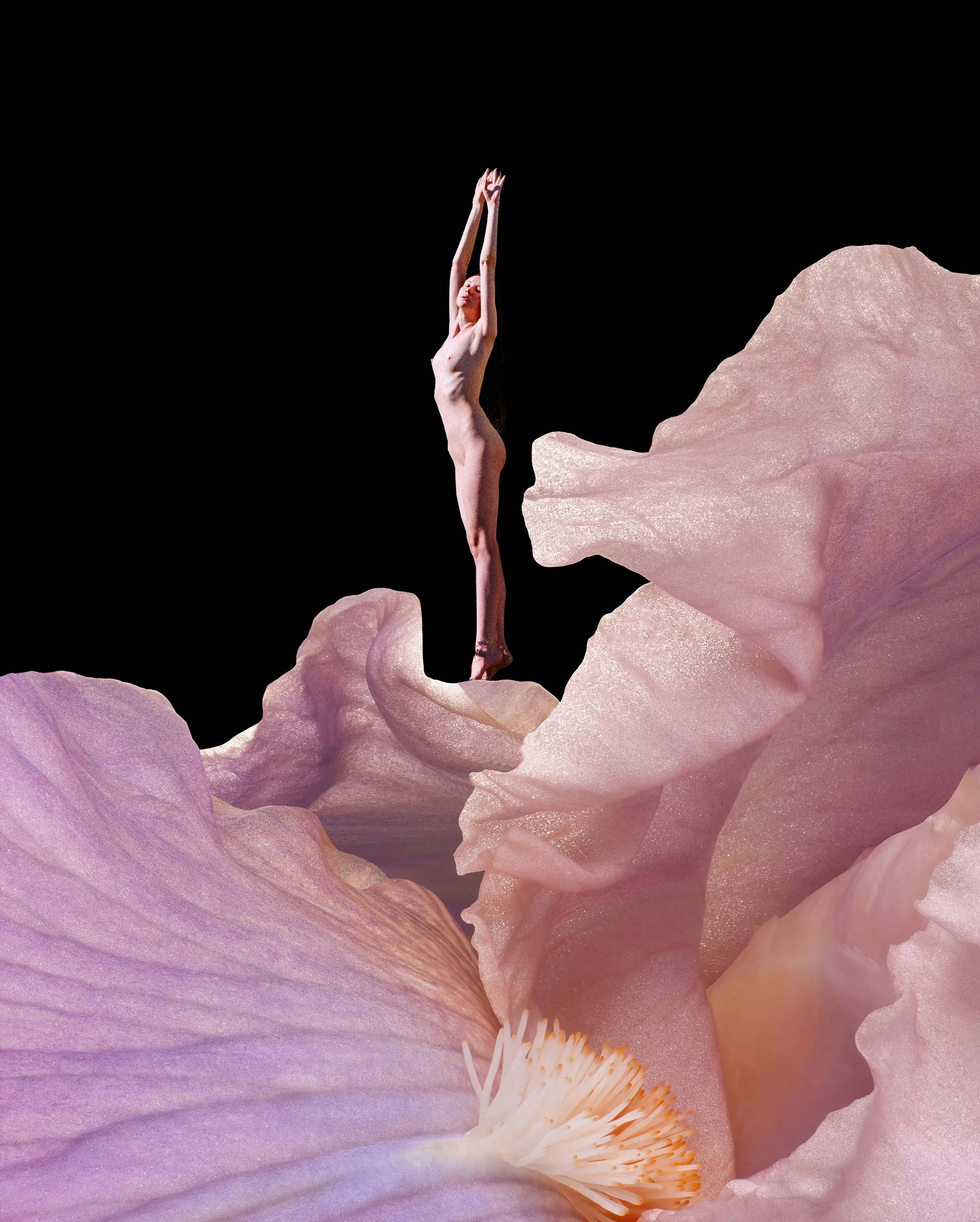 Flowermania is a tribute to Planet Earth blooming (literally and metaphorically) in the world where transformation is a key to happiness of ones soul.

Artist: Synchrodogs
size: 2406x3000px
year: 2021
format: jpg