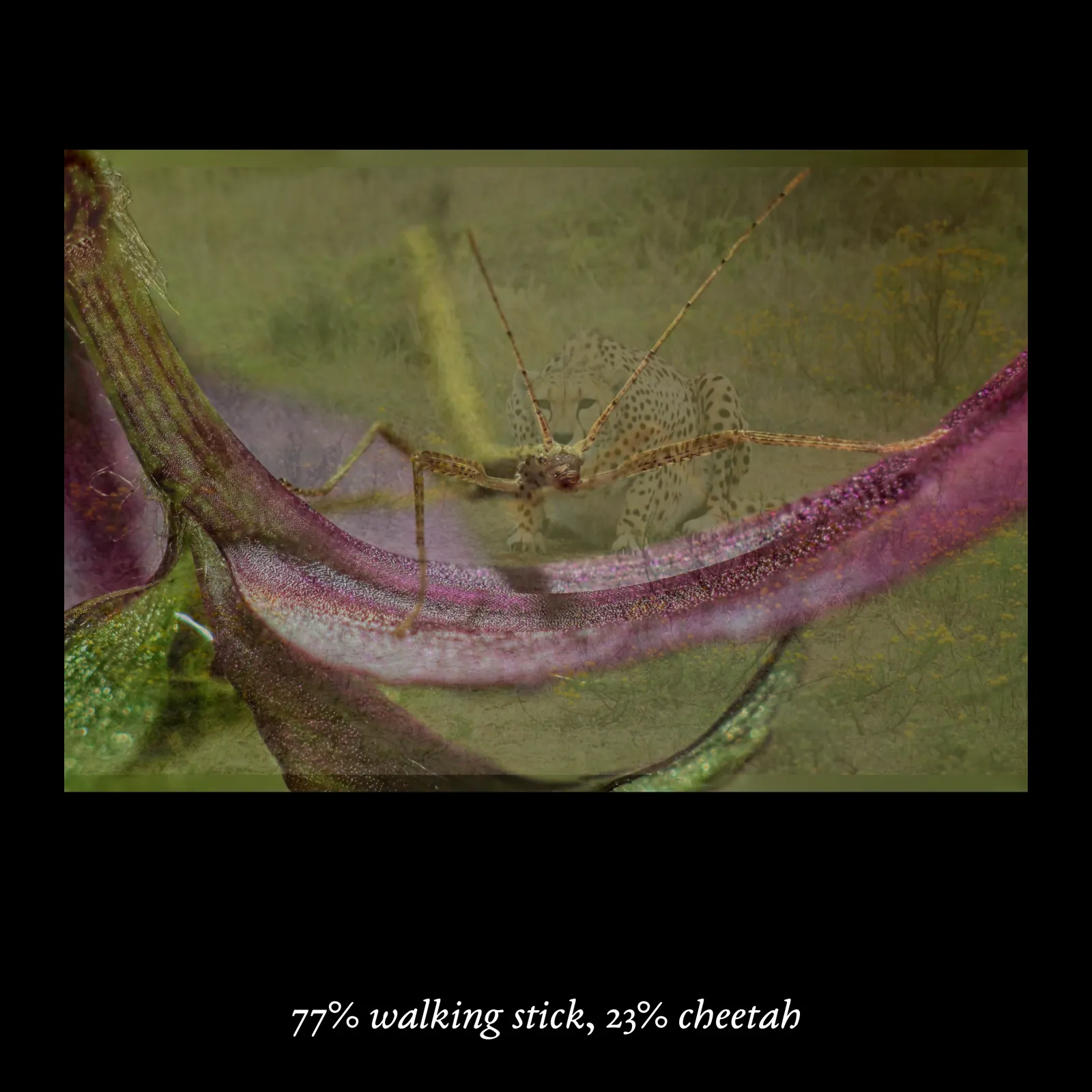 This macOS/Windows executable arises from the artist's continual research into the development and implications of computational perceptual systems. The work's structure, in which a composite image is created by overlapping a pair of animals and objects in varying opacities, draws from a technique used by researchers to trick computers into thinking they were seeing a completely novel, unseen image. The categories and images themselves follow the methodology of ImageNet, a public database of images widely used in image recognition. As described by curator Melanie Bühler in a text for _Mousse Magazine_, “The creations are stunning in their bluntness; crudely merging two pictures is apparently all it takes to trick a computer into thinking it’s seeing something it has never seen before. These images, and the catalog that specifies and quantifies their amalgamation, possess a rare quality: they are haunting and fundamentally stupid, weirdly specific and completely detached.” In a past exhibition, the work has been shown as floating, apparition-like sequences of impossible figures projected in two loops onto scrims of sheer fabric in a dark, labyrinthine space.