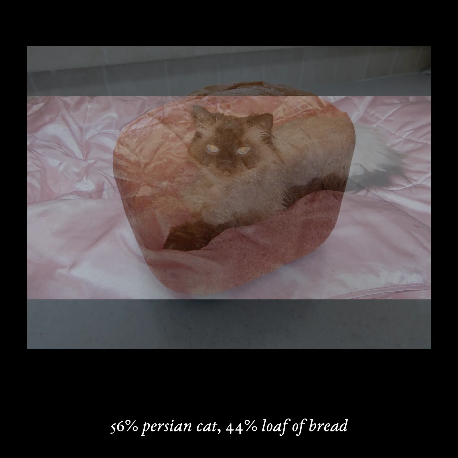 This macOS/Windows executable arises from the artist's continual research into the development and implications of computational perceptual systems. The work's structure, in which a composite image is created by overlapping a pair of animals and objects in varying opacities, draws from a technique used by researchers to trick computers into thinking they were seeing a completely novel, unseen image. The categories and images themselves follow the methodology of ImageNet, a public database of images widely used in image recognition. As described by curator Melanie Bühler in a text for _Mousse Magazine_, “The creations are stunning in their bluntness; crudely merging two pictures is apparently all it takes to trick a computer into thinking it’s seeing something it has never seen before. These images, and the catalog that specifies and quantifies their amalgamation, possess a rare quality: they are haunting and fundamentally stupid, weirdly specific and completely detached.” In a past exhibition, the work has been shown as floating, apparition-like sequences of impossible figures projected in two loops onto scrims of sheer fabric in a dark, labyrinthine space.