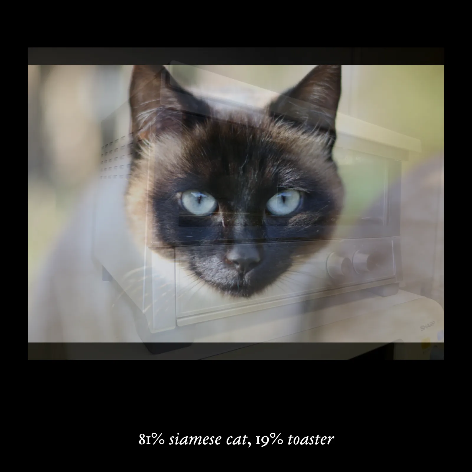 This macOS/Windows executable arises from the artist's continual research into the development and implications of computational perceptual systems. The work's structure, in which a composite image is created by overlapping a pair of animals and objects in varying opacities, draws from a technique used by researchers to trick computers into thinking they were seeing a completely novel, unseen image. The categories and images themselves follow the methodology of ImageNet, a public database of images widely used in image recognition. As described by curator Melanie Bühler in a text for _Mousse Magazine_, “The creations are stunning in their bluntness; crudely merging two pictures is apparently all it takes to trick a computer into thinking it’s seeing something it has never seen before. These images, and the catalog that specifies and quantifies their amalgamation, possess a rare quality: they are haunting and fundamentally stupid, weirdly specific and completely detached.” In a past exhibition, the work has been shown as floating, apparition-like sequences of impossible figures projected in two loops onto scrims of sheer fabric in a dark, labyrinthine space.