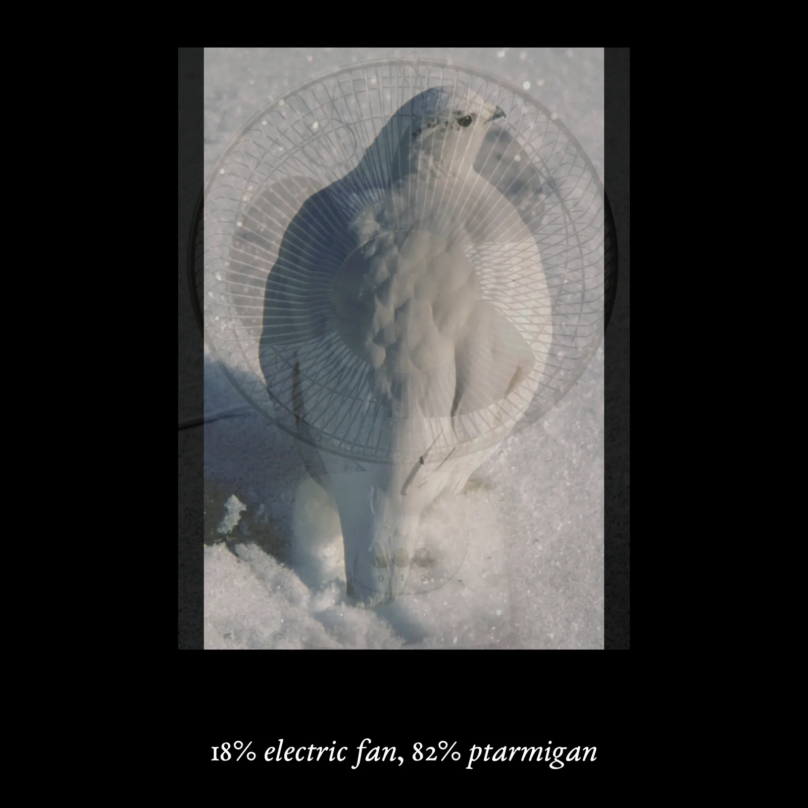 This macOS/Windows executable arises from the artist's continual research into the development and implications of computational perceptual systems. The work's structure, in which a composite image is created by overlapping a pair of animals and objects in varying opacities, draws from a technique used by researchers to trick computers into thinking they were seeing a completely novel, unseen image. The categories and images themselves follow the methodology of ImageNet, a public database of images widely used in image recognition. As described by curator Melanie Bühler in a text for _Mousse Magazine_, “The creations are stunning in their bluntness; crudely merging two pictures is apparently all it takes to trick a computer into thinking it’s seeing something it has never seen before. These images, and the catalog that specifies and quantifies their amalgamation, possess a rare quality: they are haunting and fundamentally stupid, weirdly specific and completely detached.” In a past exhibition, the work has been shown as floating, apparition-like sequences of impossible figures projected in two loops onto scrims of sheer fabric in a dark, labyrinthine space.