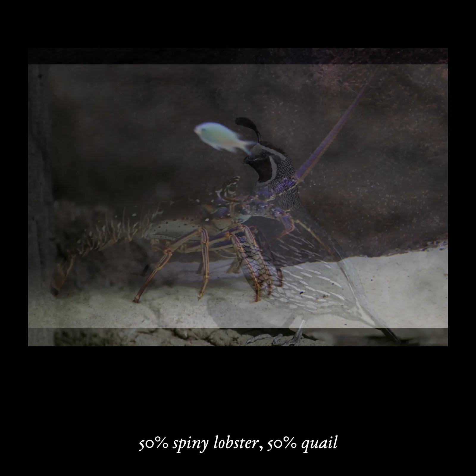 This macOS/Windows executable arises from the artist's continual research into the development and implications of computational perceptual systems. The work's structure, in which a composite image is created by overlapping a pair of animals and objects in varying opacities, draws from a technique used by researchers to trick computers into thinking they were seeing a completely novel, unseen image. The categories and images themselves follow the methodology of ImageNet, a public database of images widely used in image recognition. As described by curator Melanie Bühler in a text for _Mousse Magazine_, “The creations are stunning in their bluntness; crudely merging two pictures is apparently all it takes to trick a computer into thinking it’s seeing something it has never seen before. These images, and the catalog that specifies and quantifies their amalgamation, possess a rare quality: they are haunting and fundamentally stupid, weirdly specific and completely detached.” In a past exhibition, the work has been shown as floating, apparition-like sequences of impossible figures projected in two loops onto scrims of sheer fabric in a dark, labyrinthine space.