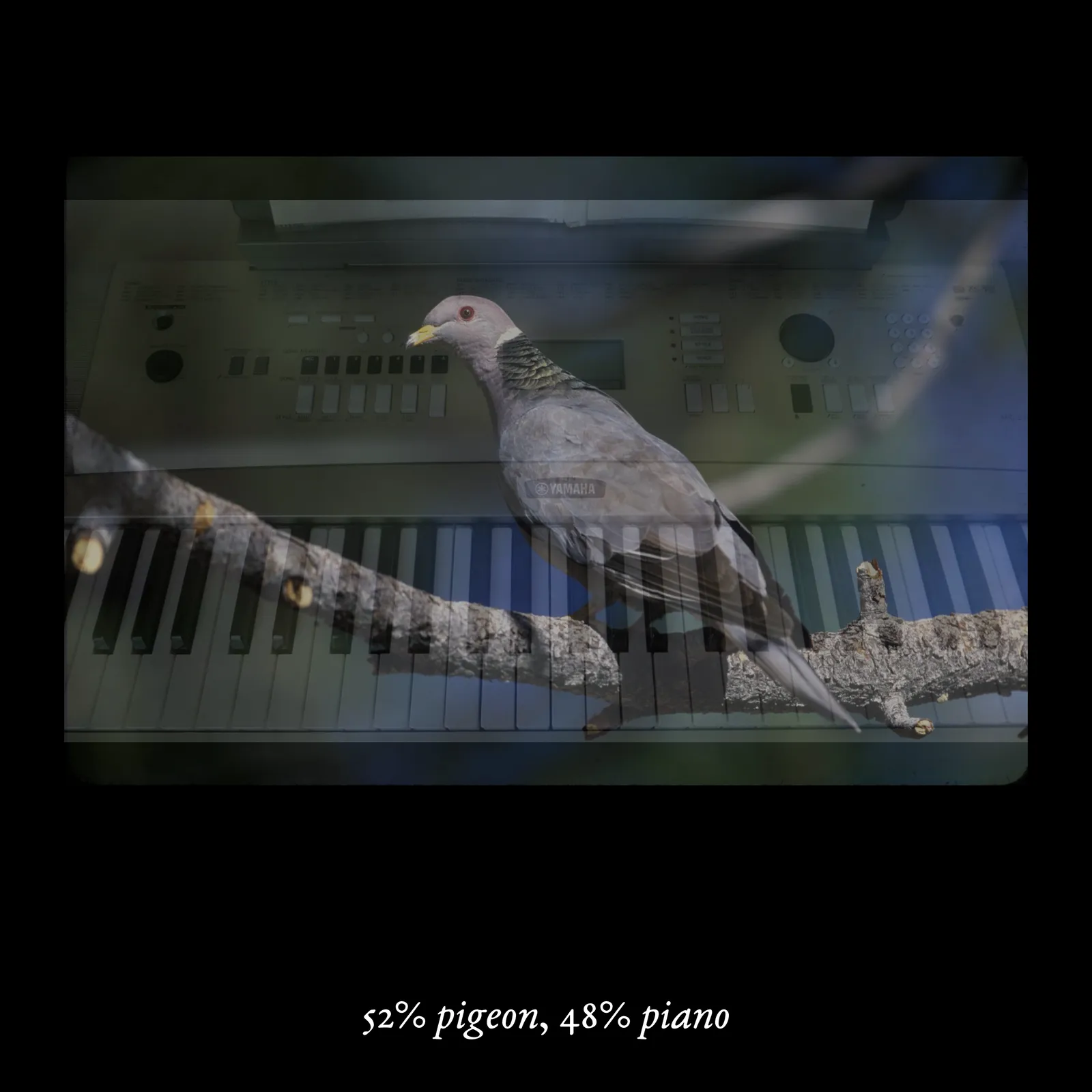 This macOS/Windows executable arises from the artist's continual research into the development and implications of computational perceptual systems. The work's structure, in which a composite image is created by overlapping a pair of animals and objects in varying opacities, draws from a technique used by researchers to trick computers into thinking they were seeing a completely novel, unseen image. The categories and images themselves follow the methodology of ImageNet, a public database of images widely used in image recognition. As described by curator Melanie Bühler in a text for _Mousse Magazine_, “The creations are stunning in their bluntness; crudely merging two pictures is apparently all it takes to trick a computer into thinking it’s seeing something it has never seen before. These images, and the catalog that specifies and quantifies their amalgamation, possess a rare quality: they are haunting and fundamentally stupid, weirdly specific and completely detached.” In a past exhibition, the work has been shown as floating, apparition-like sequences of impossible figures projected in two loops onto scrims of sheer fabric in a dark, labyrinthine space.