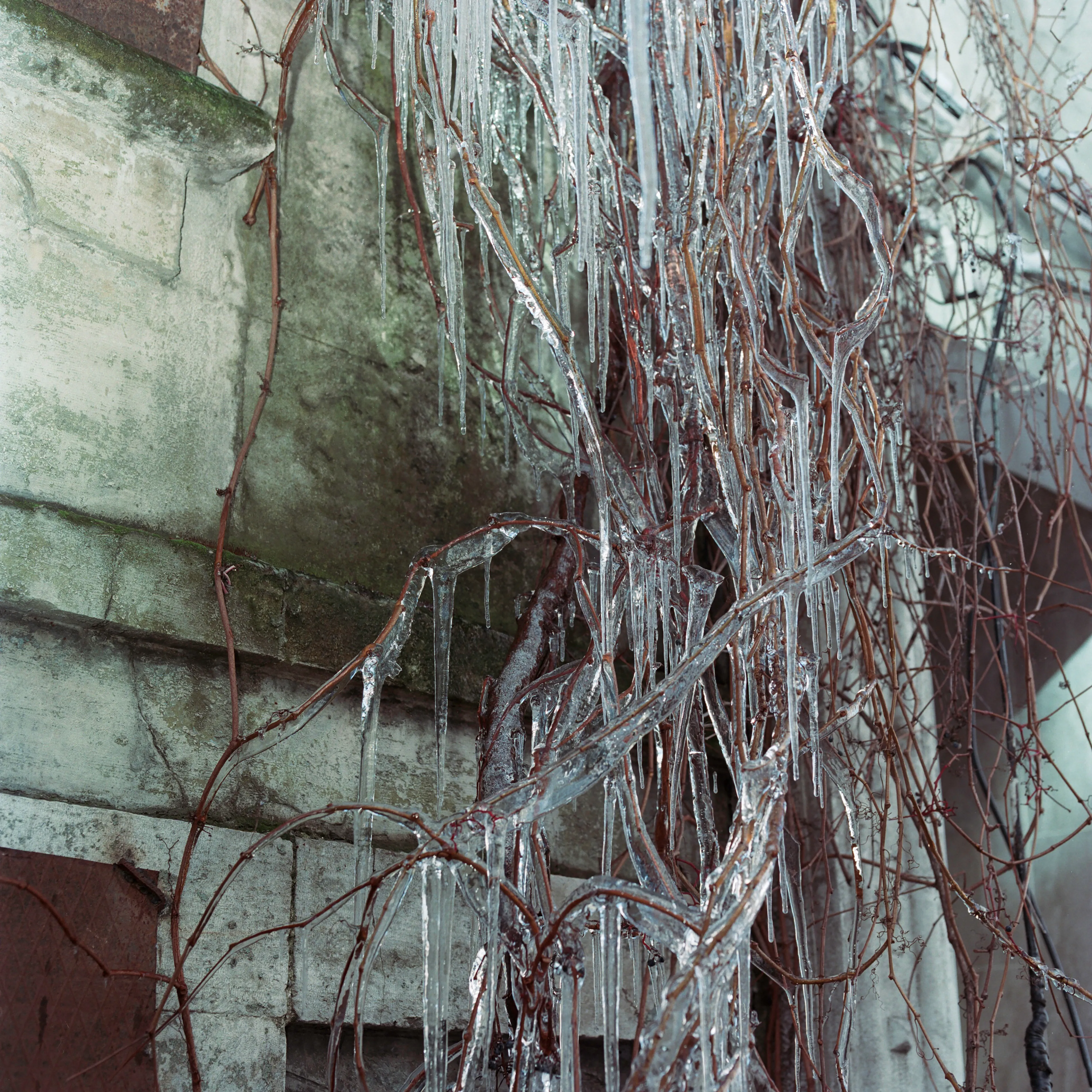 Transfiguration #28 by Sabiha Çimen

Frozen tree branches in Istanbul, Turkey.

The impetus of this project grew out of my first book Hafız, about young girls who are memorizing Quran in schools through-out Turkey. Some marry and have children soon after graduation, but some rebel and transform themselves in a radical way; Şeyma is one of those stories of Transfiguration.

This is a world known to me because I too studied in a Quran school with my twin sister in Istanbul when I was younger.  When I returned to do my first long term photographic project l sought out familiar scenes and objects from my memory there and it was there that I met Şeyma and her unique and radical ways.

My projects usually deal with the Art of Resistance within my close circle of friends and family. In my last project the young girls' trivialities and playfulness took center stage, and now as these girls enter into adulthood they are faced with living in a world of male dominance. Sometimes, as with Şeyma, there is a need for revenge with their new found power over men and their money and habits; an inner strength coming from raw female intellect, and sexuality. 

This time my project not only focuses on the girls stories, but lies within the context of a large city- Istanbul, with its multiple layers and meanings. l am trying to provide the viewer cause and effect by viewing the different strata simultaneously and between. In the story Şeyma l am portraying her world, her fantasies, her fears, hidden love stories, songs and signs, ancient traditions, religious black-outs, and her continued spirituality that was never lost even through her Transfiguration. 


Edition: 1 of 1

Commissioned by Obscura