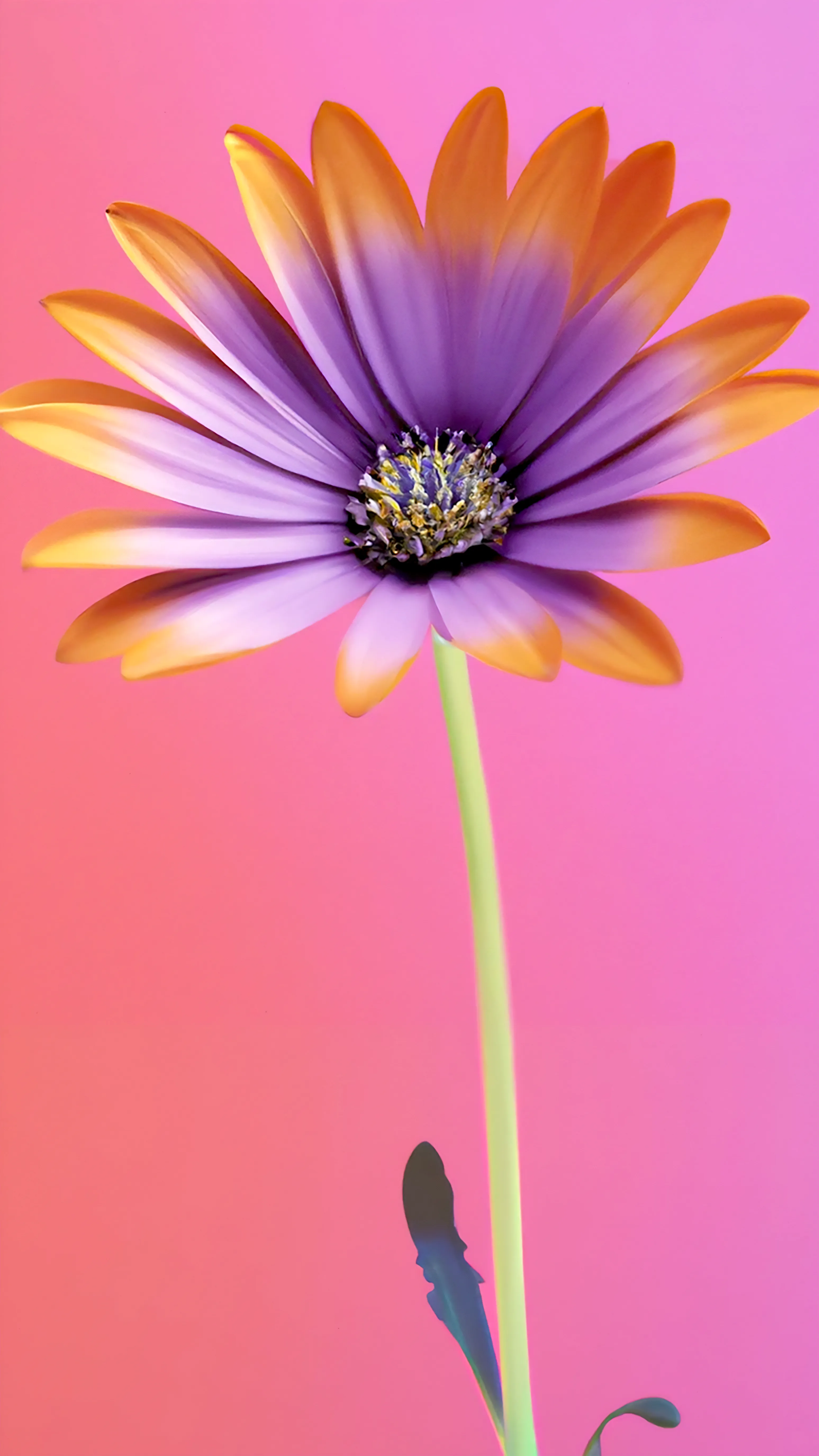 SuperNatural is a catalogue of “Fleurs Synthétiques.”  Each species is a portrait of an organism that may look familiar but is, in fact, a hybrid created in collaboration with AI, an exploration into a new nature.